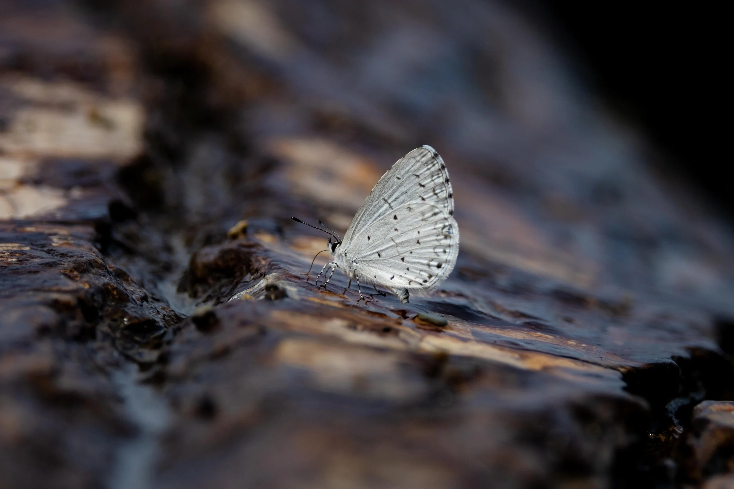 Summer Azure on Driftwood Closeup-1.jpg