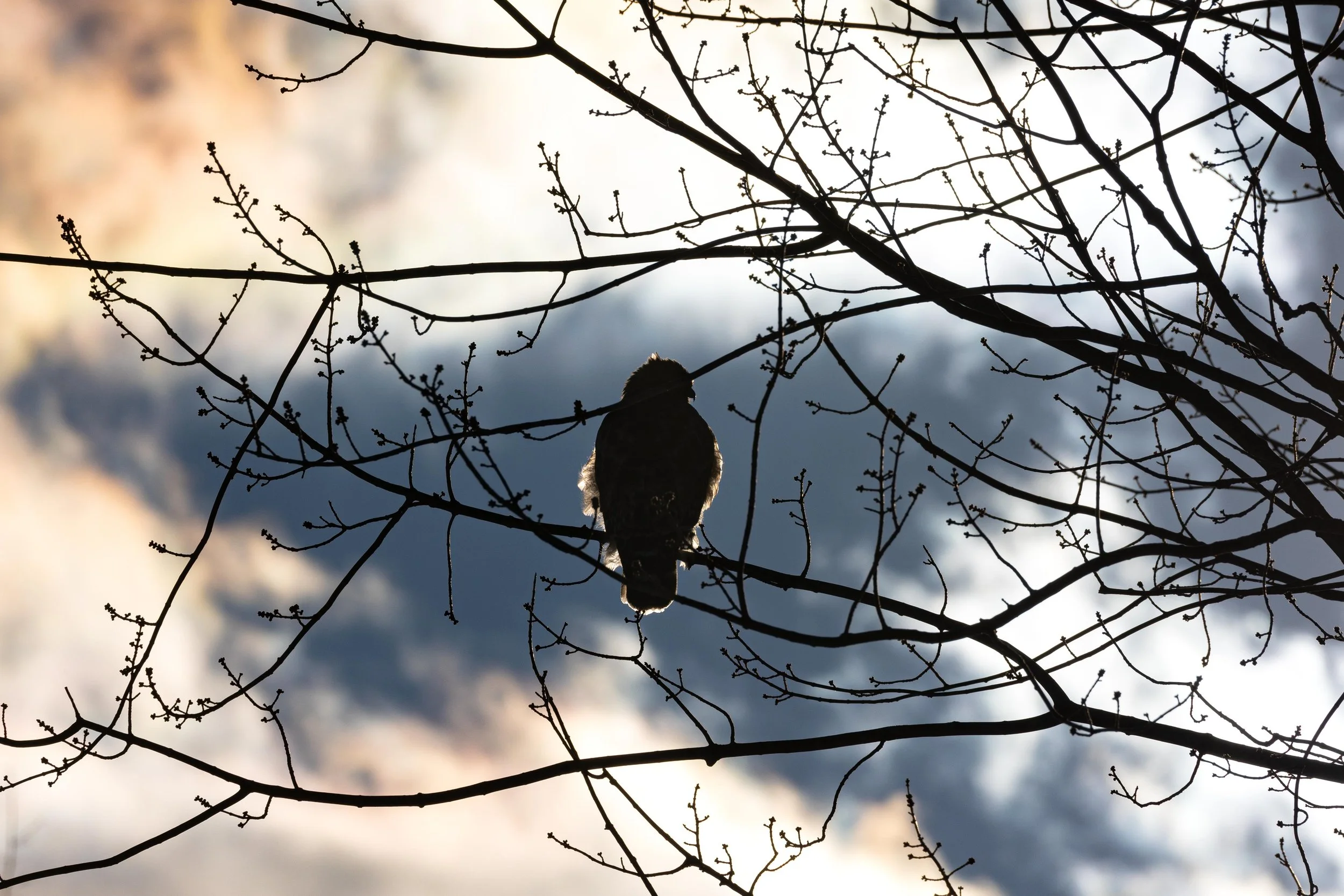 Red Shouldered Hawk Backlit-1.jpg