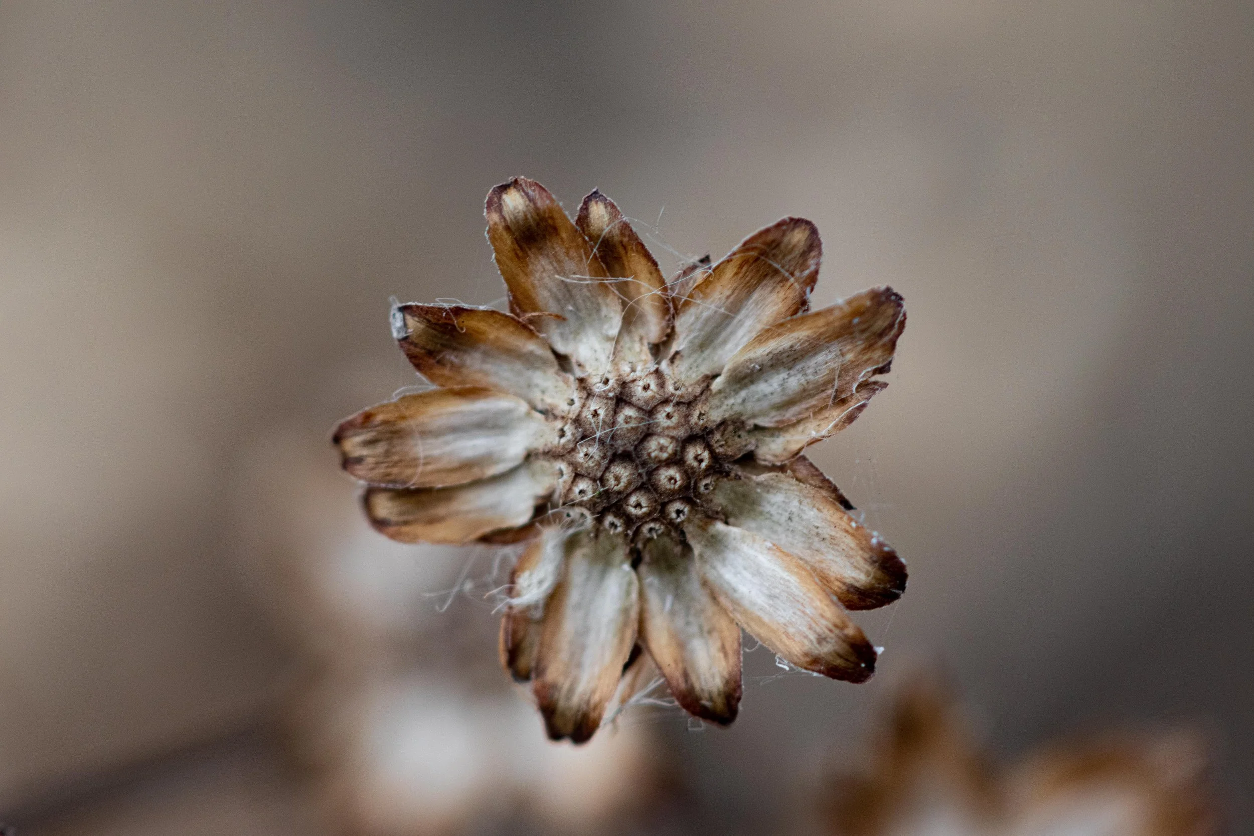 Dead Wildflower-1.jpg