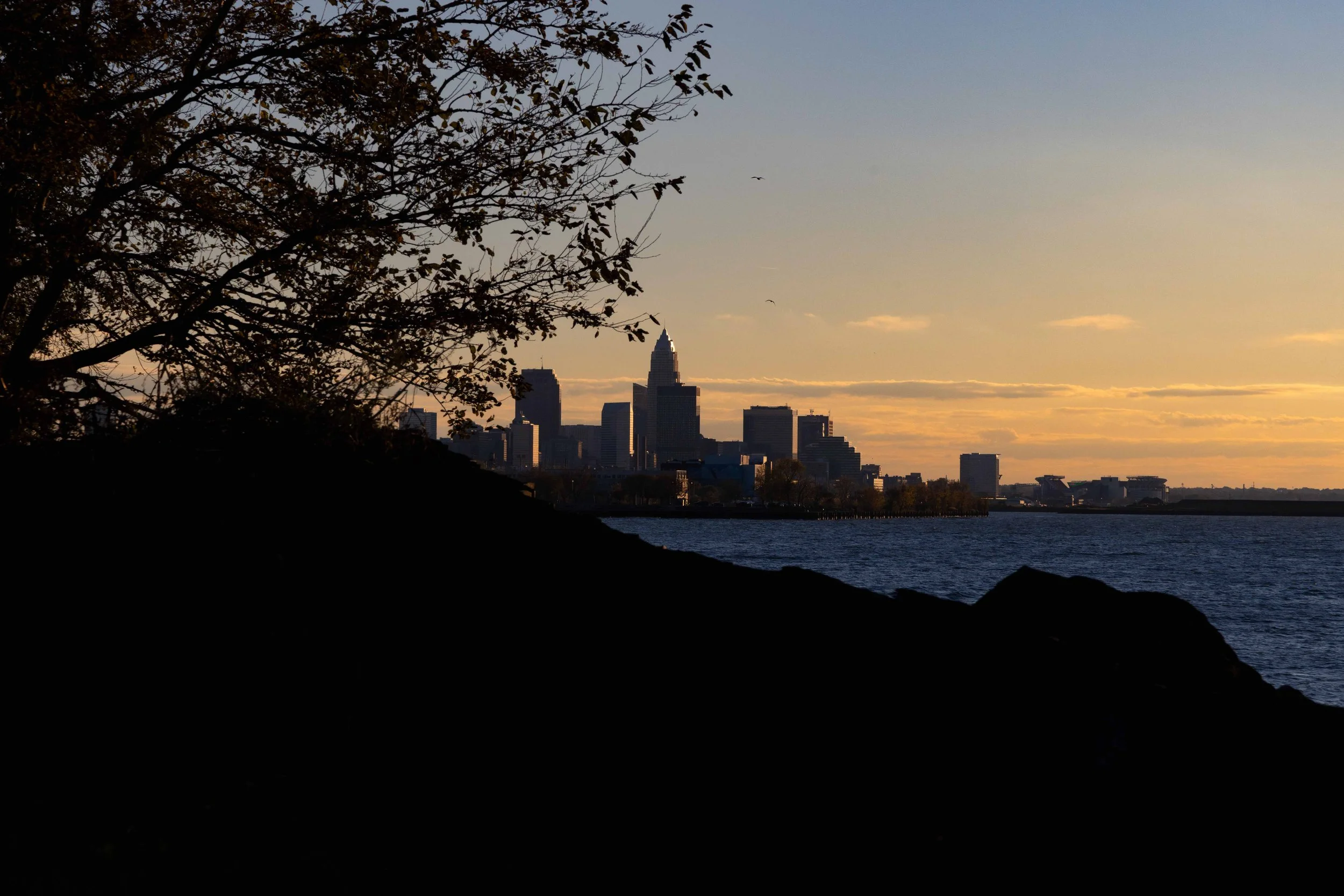Tree With a View...Of Cleveland