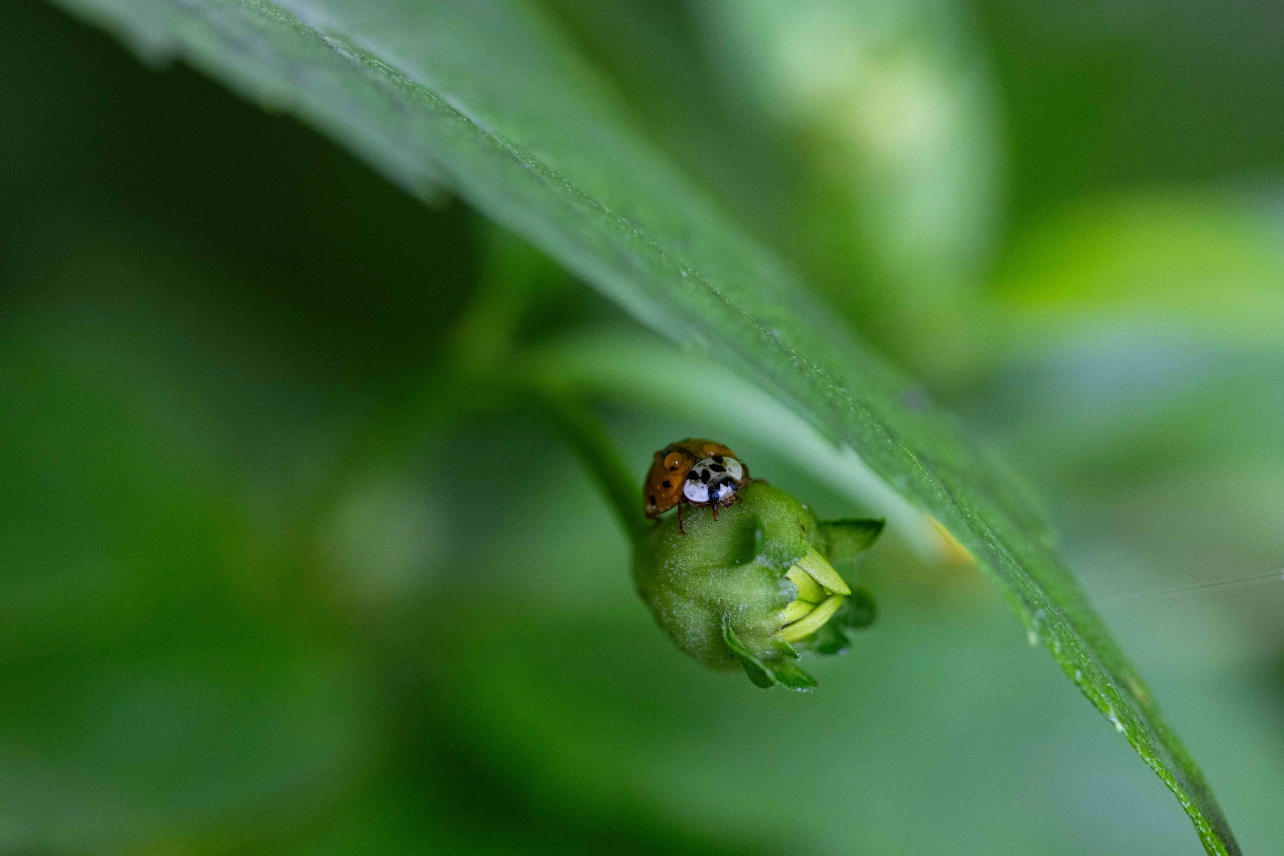Macro - Ladybug Under Leaf.jpg