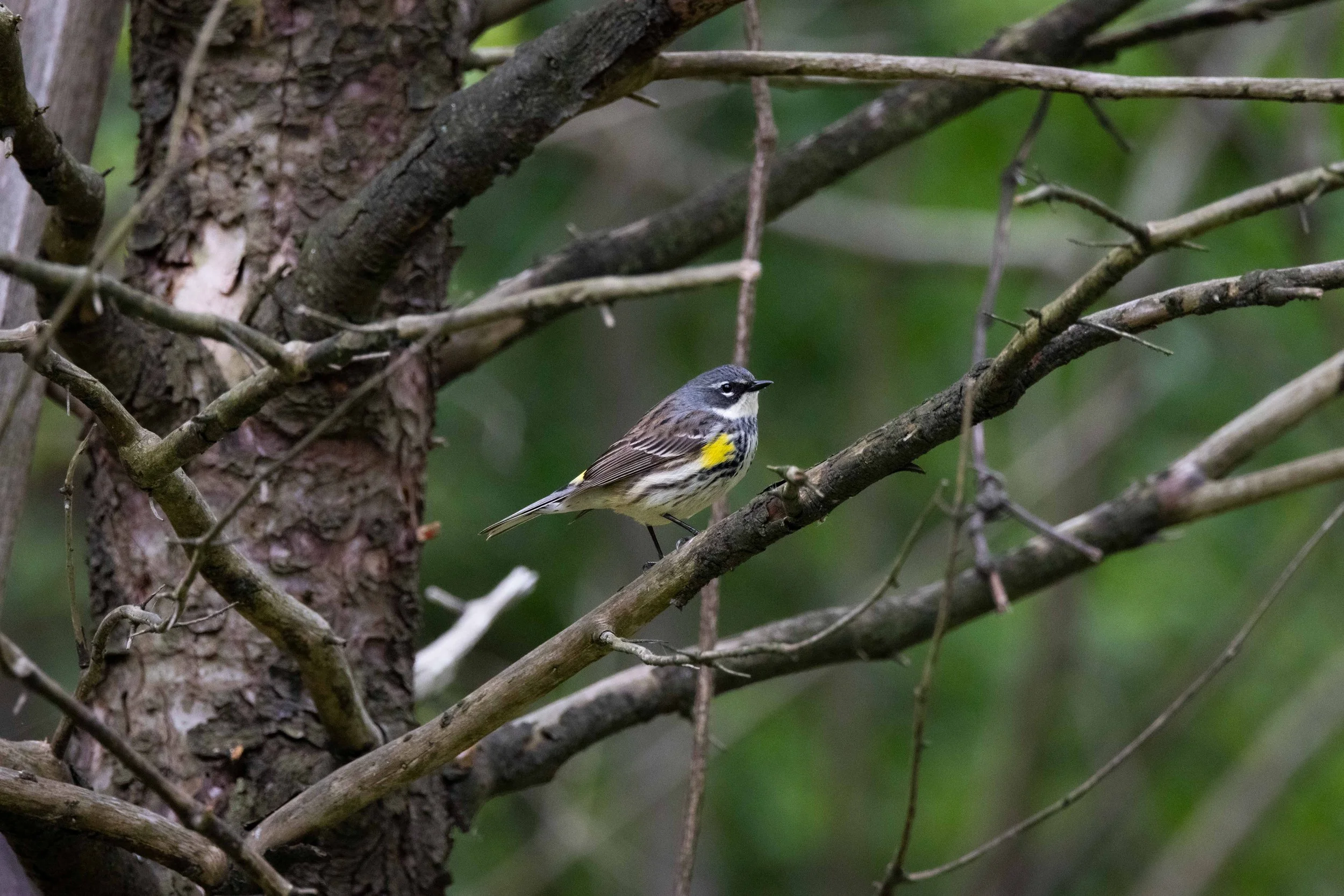 Yellow Rumped Warbler in Branches