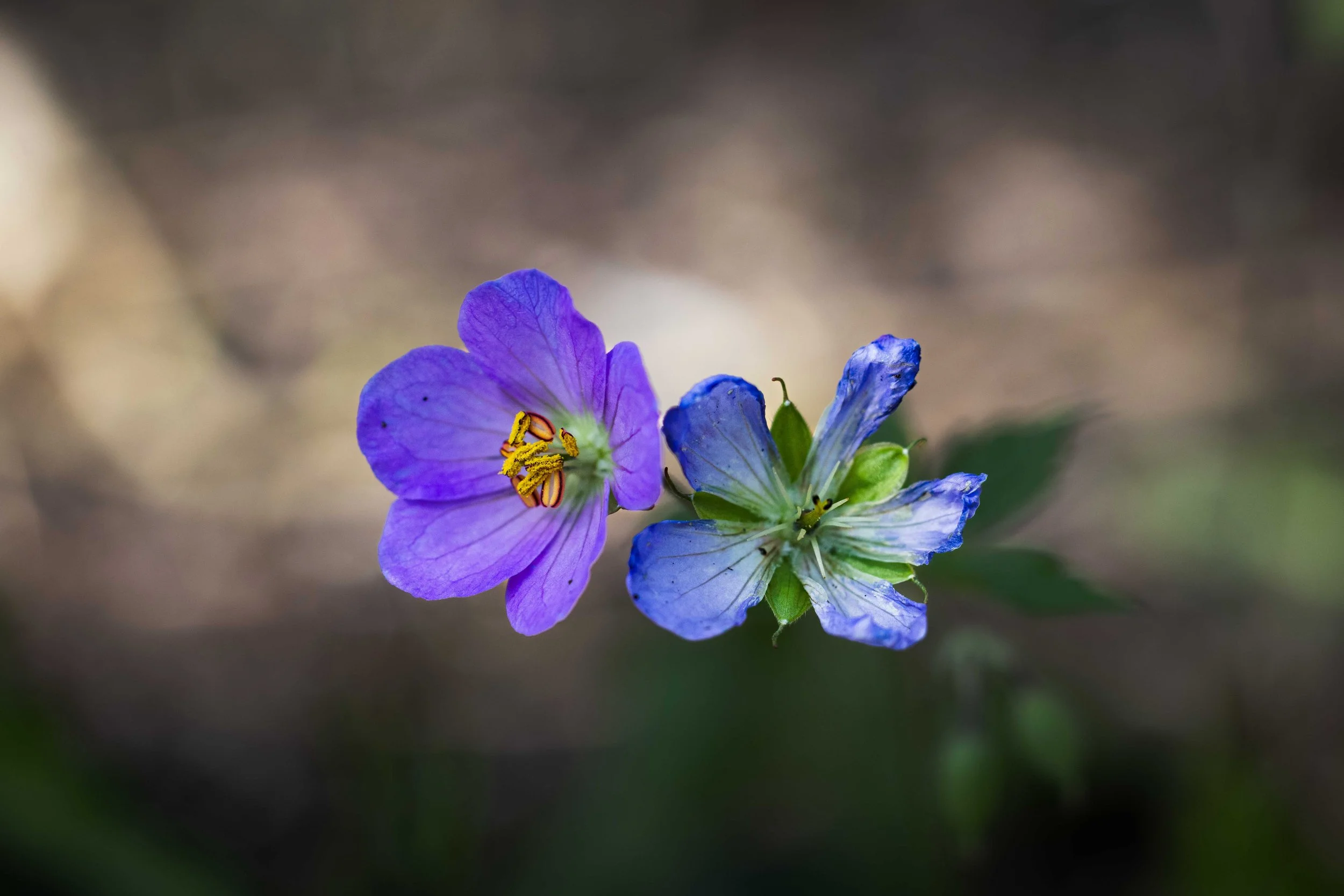 West Creek - Purple and Blue Wildflowers-1.jpg