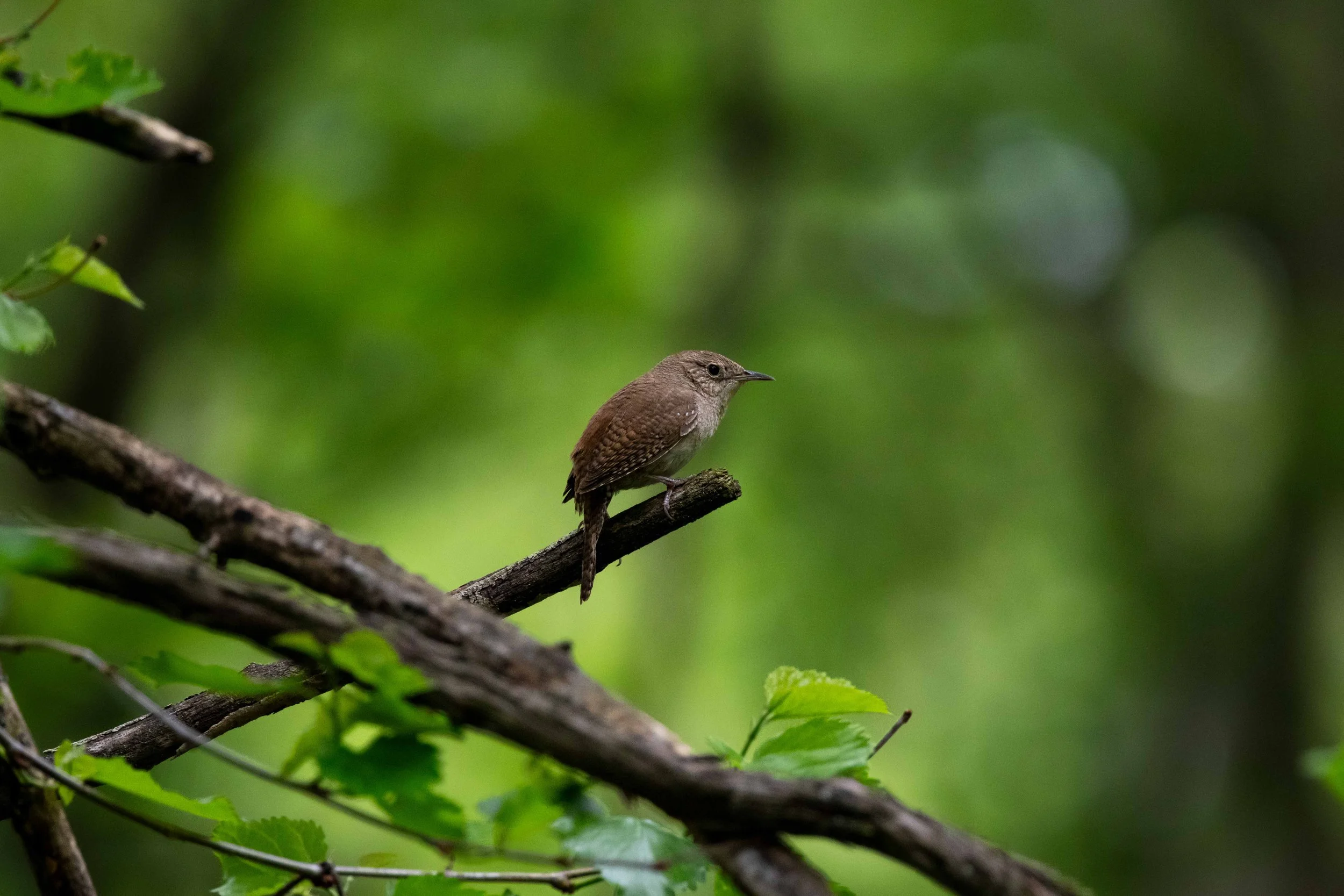 Lakefront Nature Preserve - House Wren on Small Branch-1.jpg