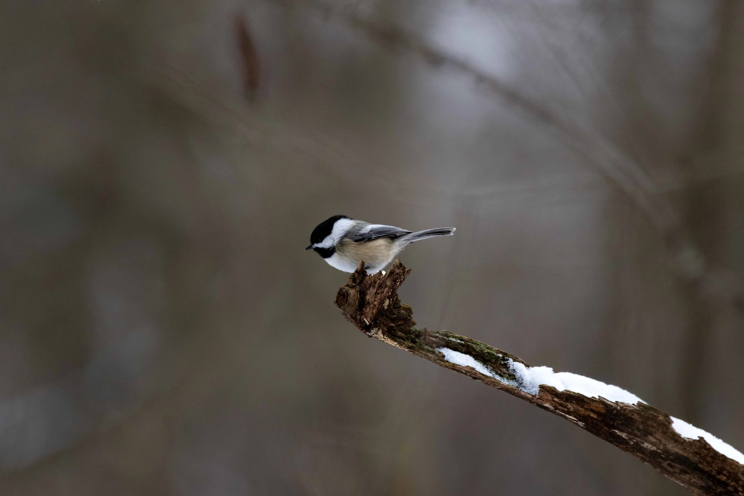Chickadee on Branch