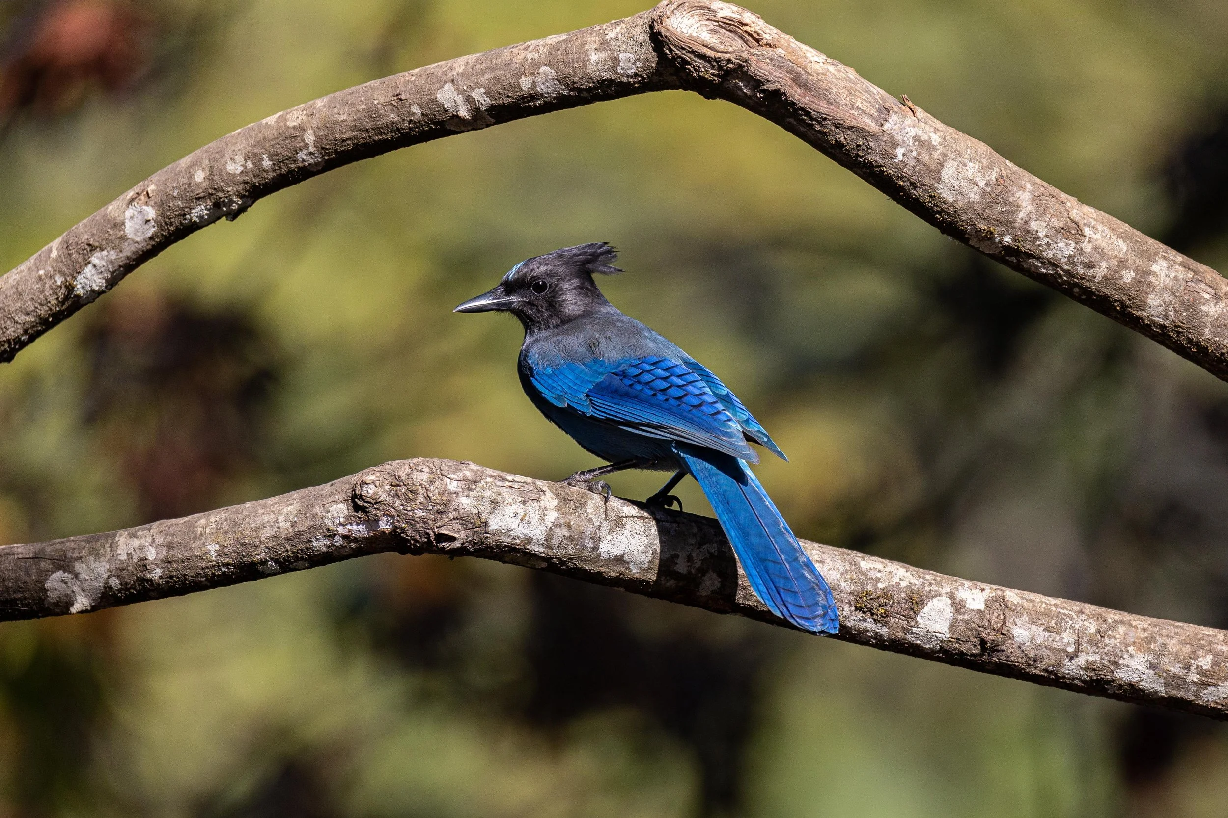 Stellar’s Jay-2.jpg