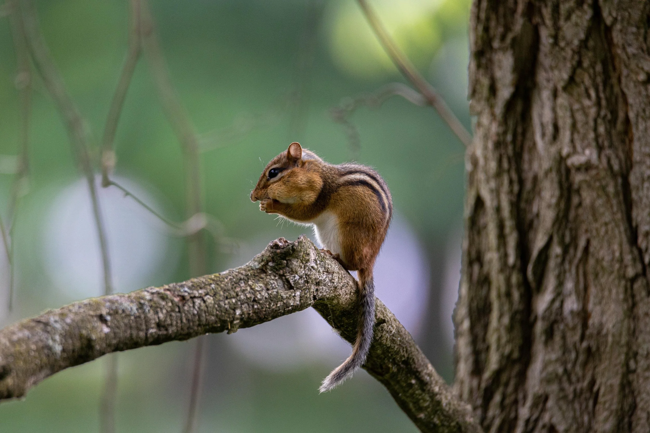 Chipmunk Eating on Branch-1.jpg
