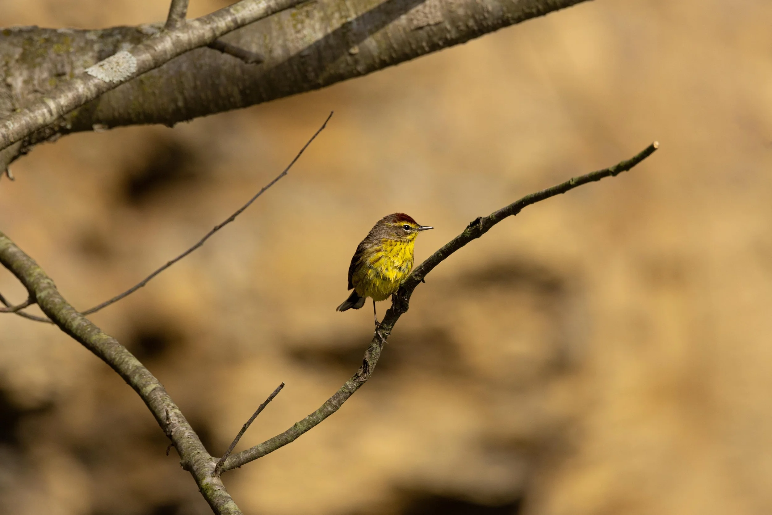 Palm Warbler on Branch-1.jpg