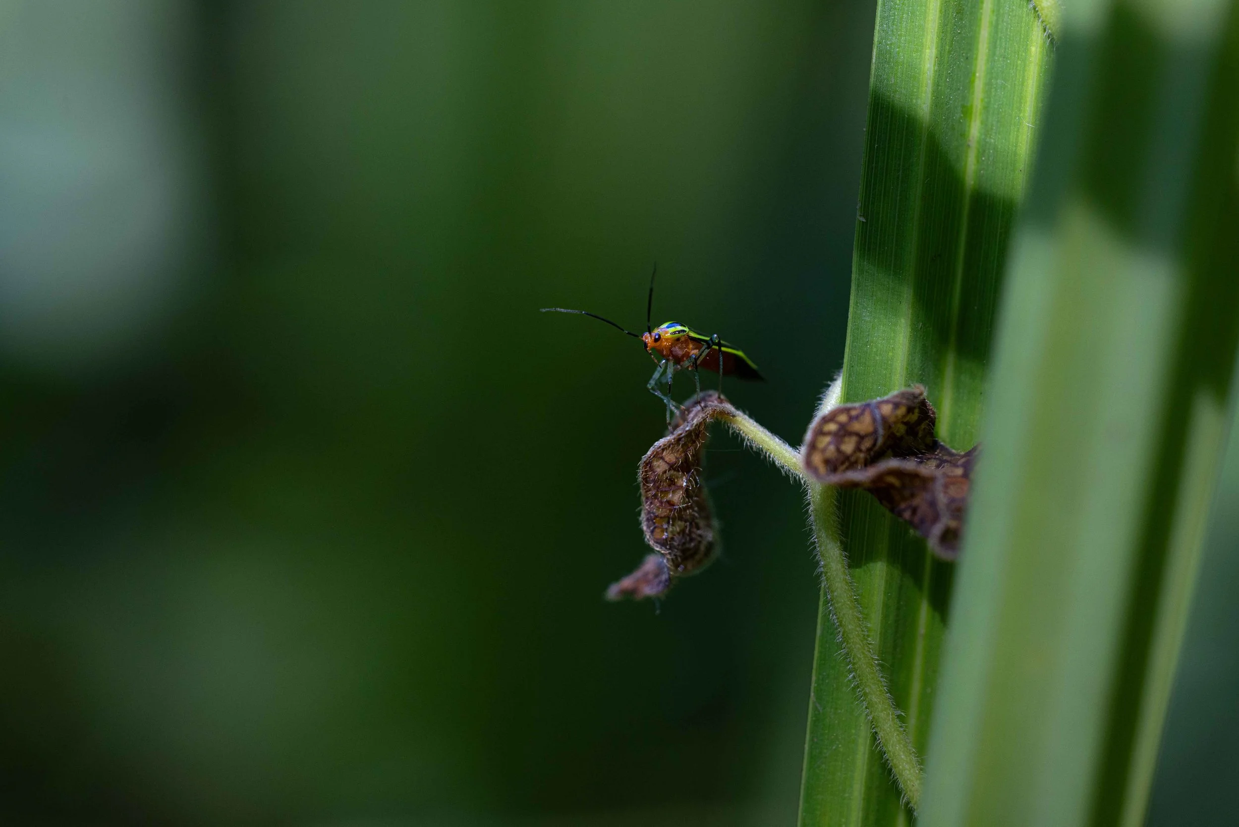 Macro - Four Lined Plant Bug.jpg