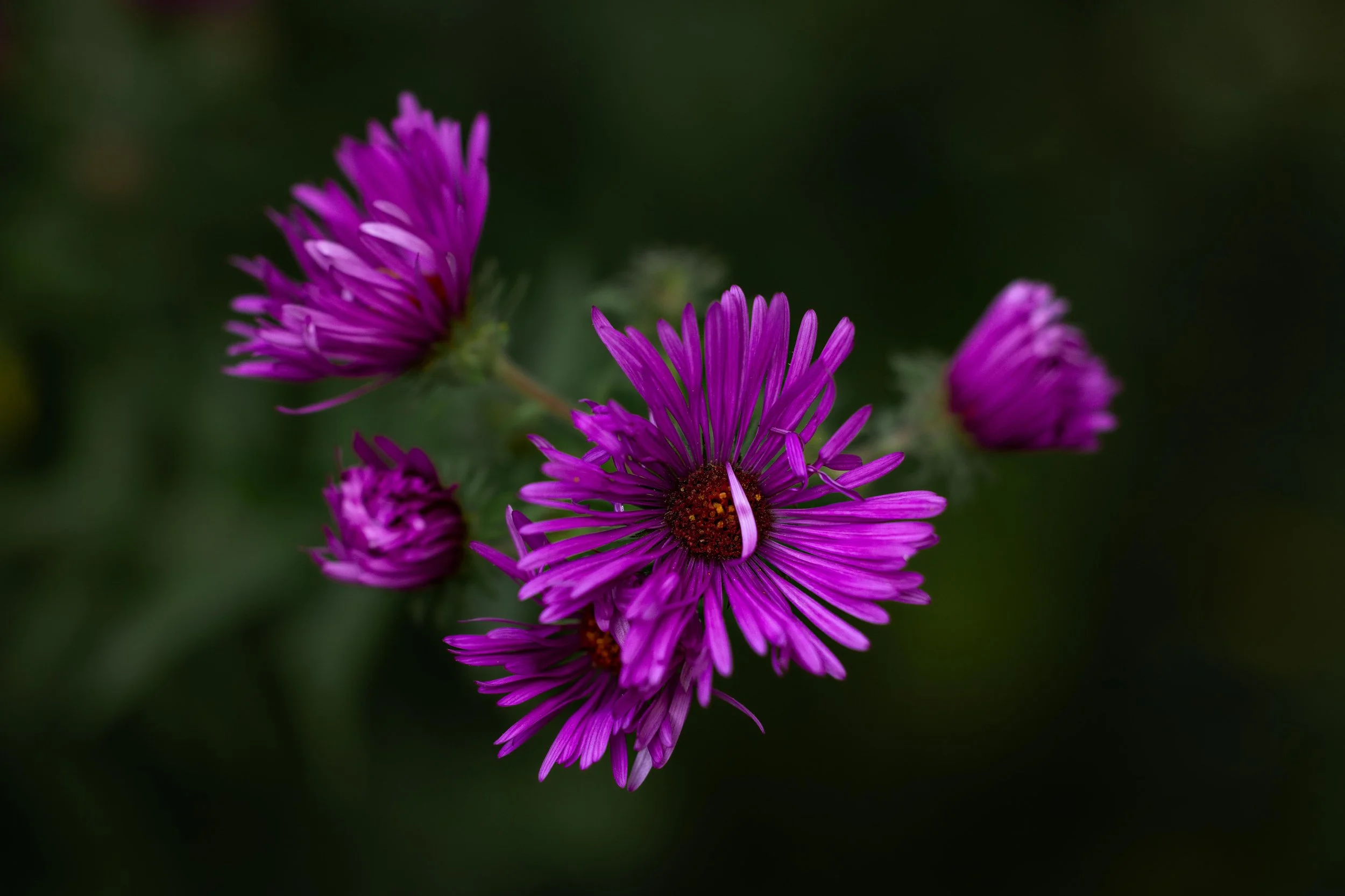 Macro - Purple Flower-1.jpg