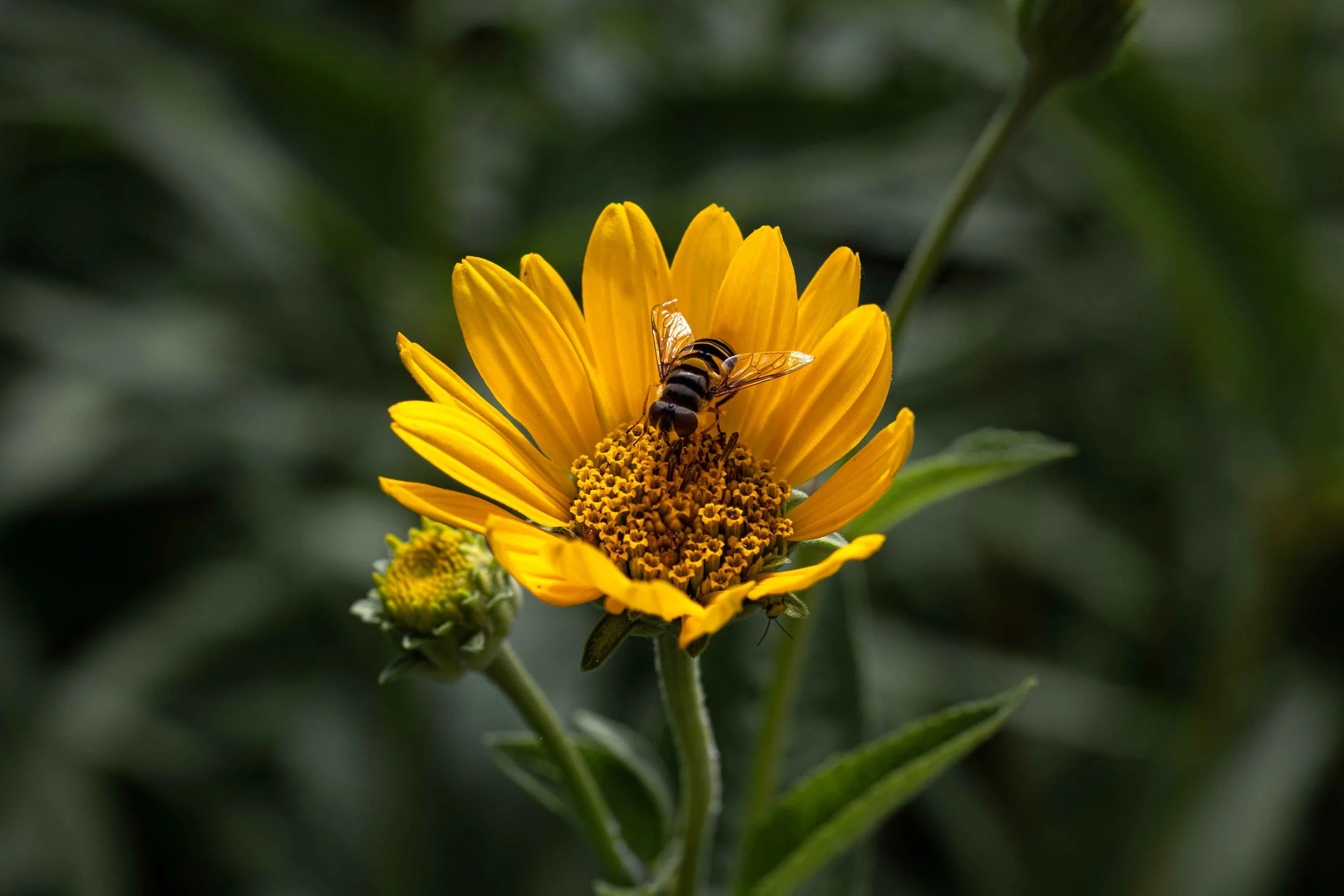 Macro - Dwarf Honeybee on False Sunflower.jpg