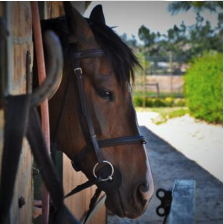 Close-up of a brown horse with a black mane peeking out from a stable door, with a trail and greenery in the background.