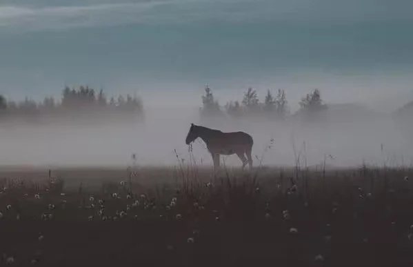 A horse standing in a foggy field with trees and a cloudy sky in the background.