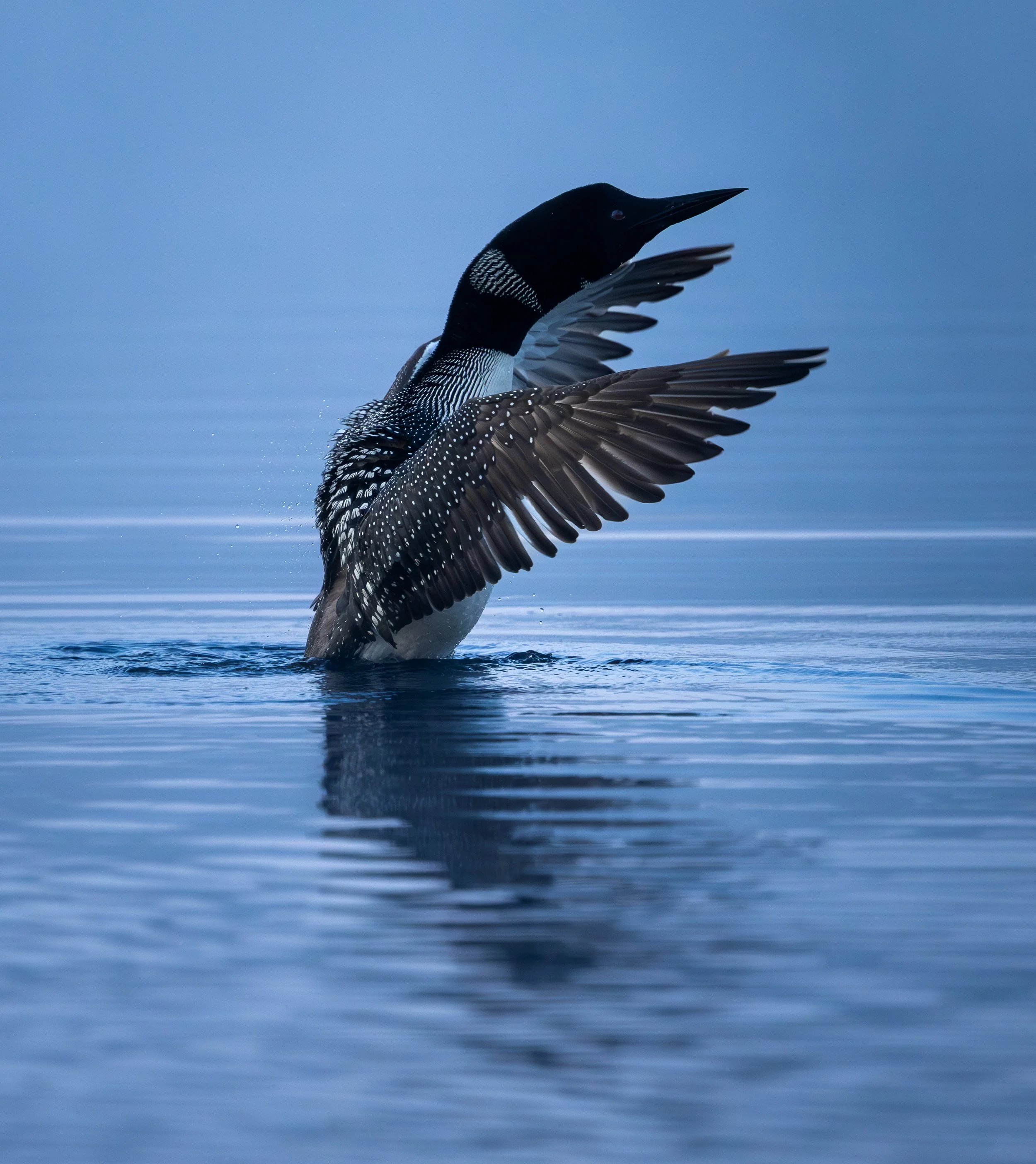 Captured on a cool and foggy early morning on my favorite lake near Lutsen, Minnesota