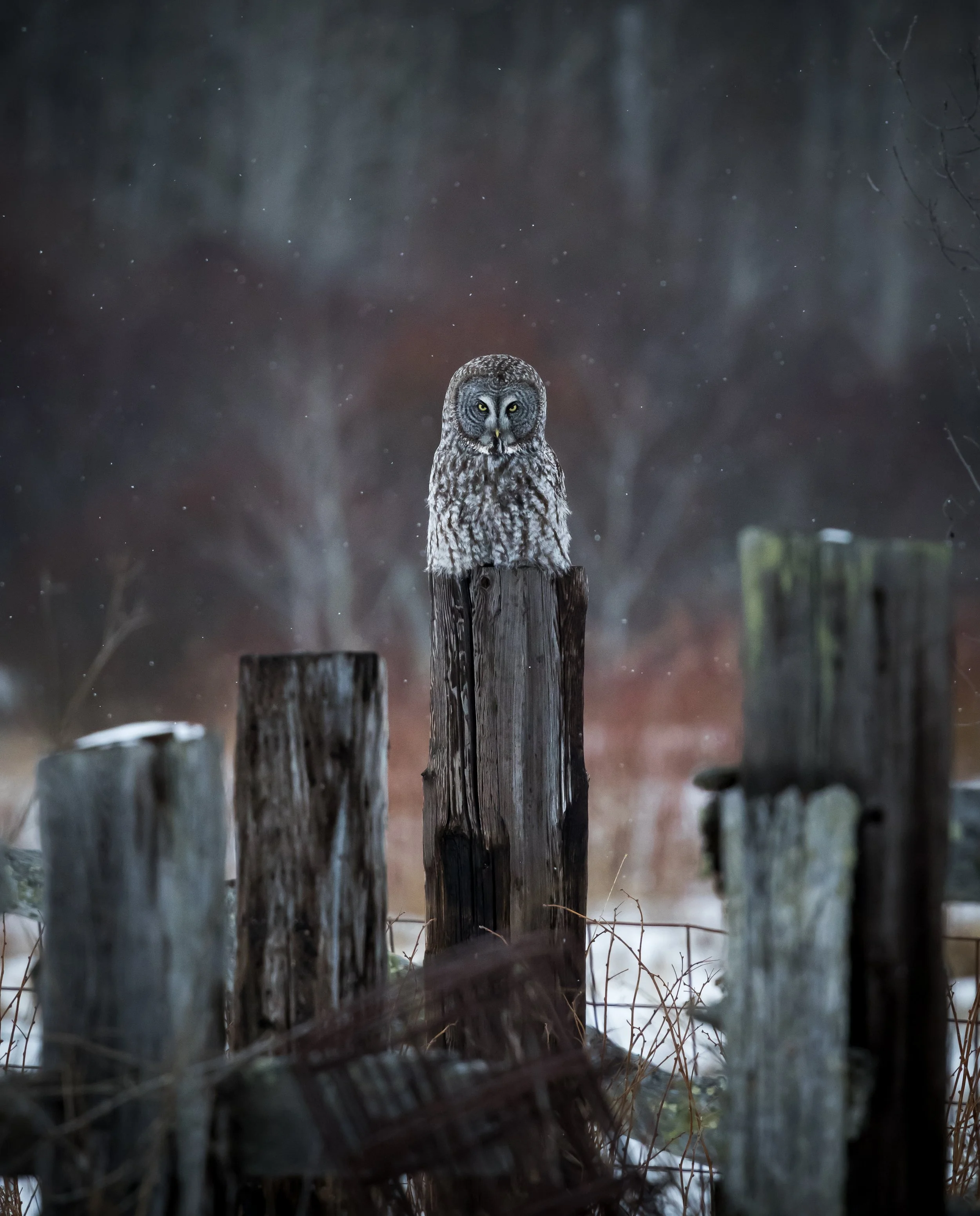 Those eyes. The stare from a great grey owl is almost frightening yet so captivating.