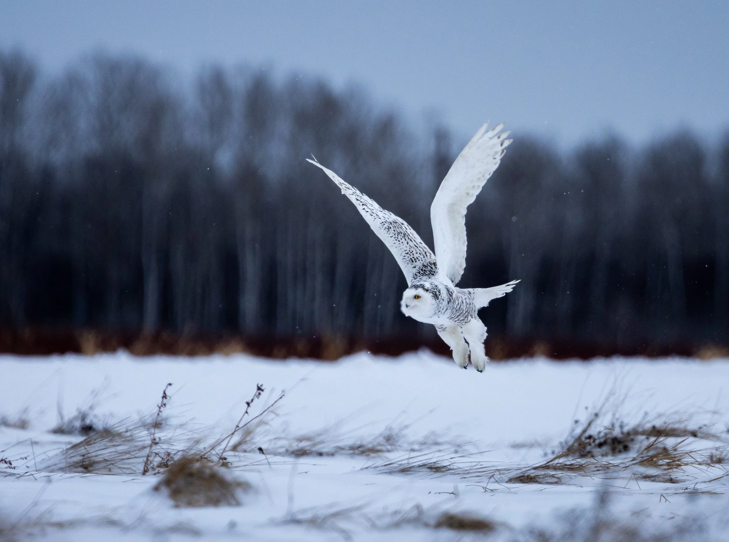 snowy owl