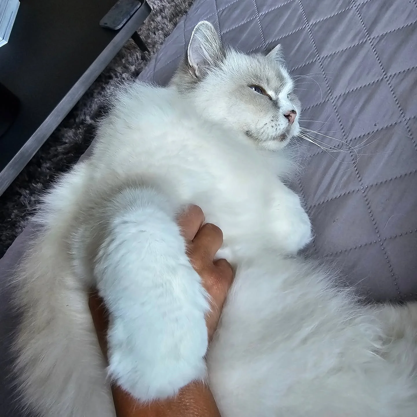 Did I mention how much we adore cuddles? Just look at this pure bliss! 

We're excited to create unforgettable memories for your beloved pets while you relax on your vacation! From thrilling adventures to cozy cuddle time, we&rsquo;re dedicated to sh