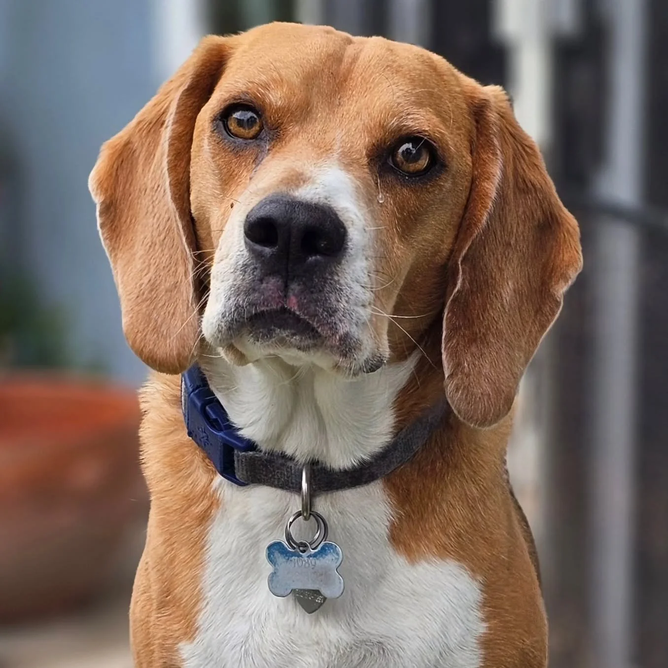 We absolutely cherish a heartfelt rescue story! Allow us to introduce Marley, a brave beagle rescued from a pharmaceutical testing facility. He now thrives with his wonderful brother and sister, who share a similar story of survival. A huge thank you