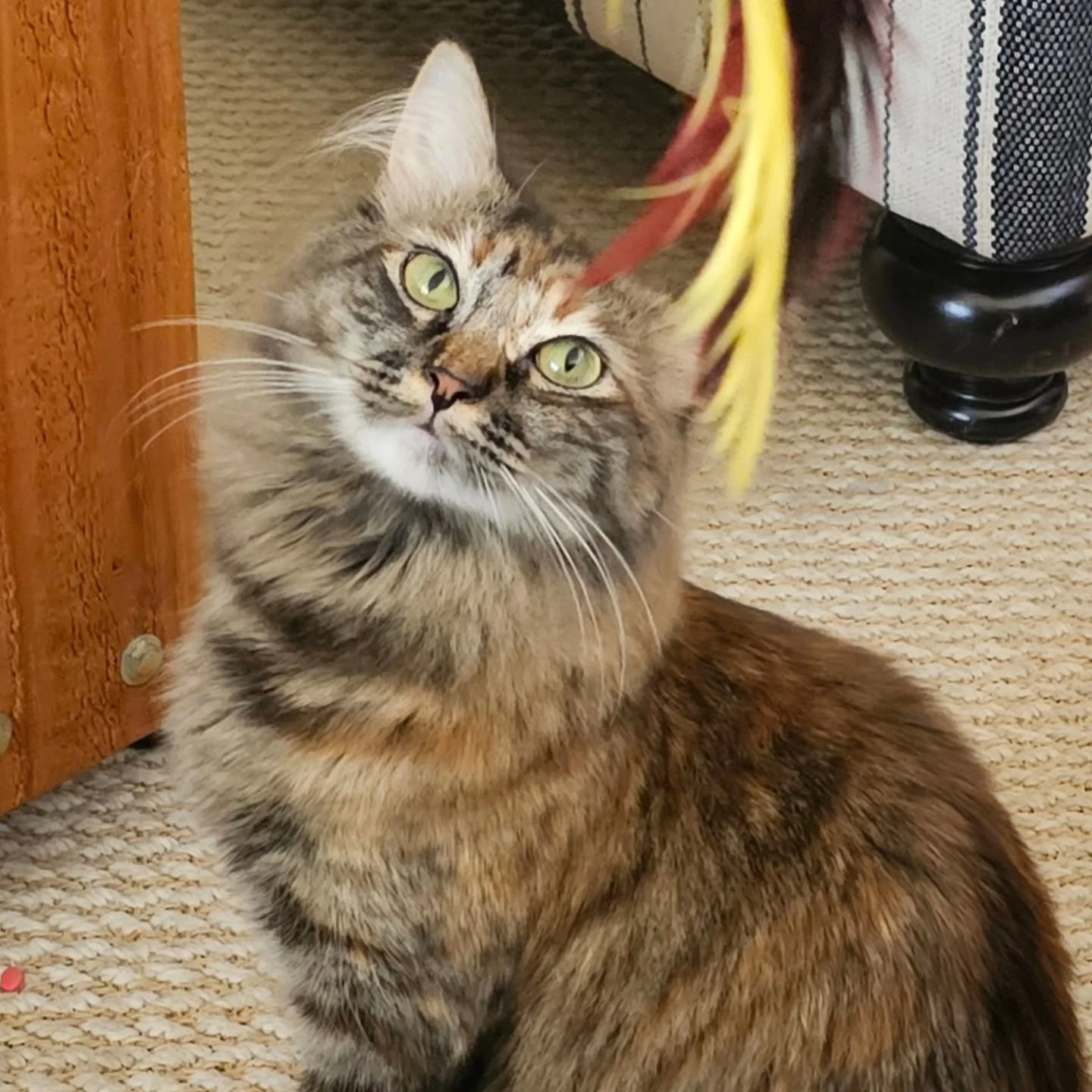 Meet the lovely Chutes from Chutes and Ladders! This sweet girl adores her feather wand and is incredibly cuddly. She just needs her asthma inhaler twice a day, and we're here to ensure she gets the care she deserves, including both oral and injectab
