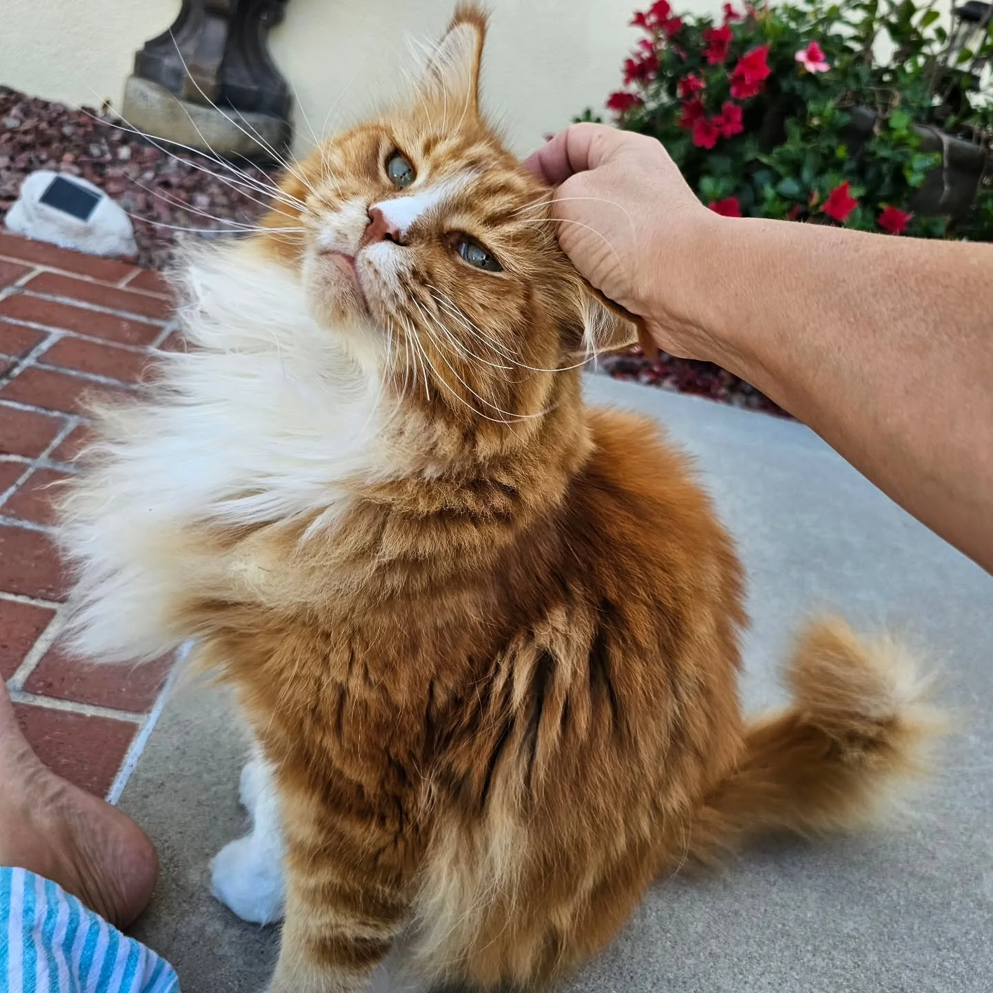 Meet Noah, today's radiant star of Bootsy's Buddies! This charming 20 lb Maine Coon absolutely adores his supervised backyard hunts. He&rsquo;s a true cuddle enthusiast and isn&rsquo;t shy about voicing his mealtime desires! 

While you take this wel