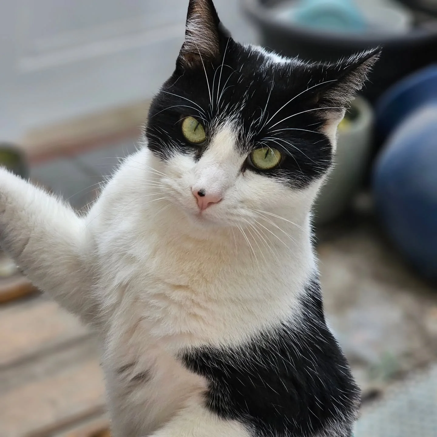 Introducing Otis, today&rsquo;s shining star from Bootsy&rsquo;s Buddies! This spirited kitten loves supervising patio time, where he joyfully hunts for lizards and bugs. 

While you enjoy your well-deserved break, we&rsquo;re excited to offer unforg