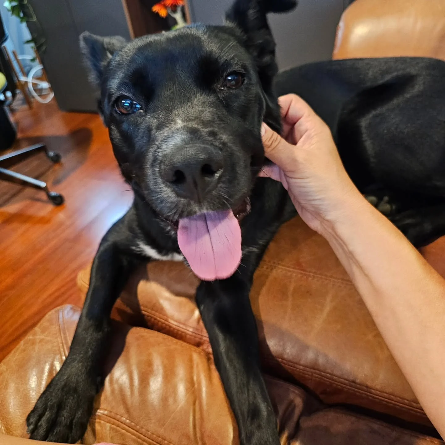 I can't believe how much this well-behaved boy has grown since I last saw him! Meet Ozzie, today's Bootsy's Buddies star.  Our walks around Seal Beach are always a highlight. 

As you enjoy your well-earned break, we're thrilled to provide unforgetta