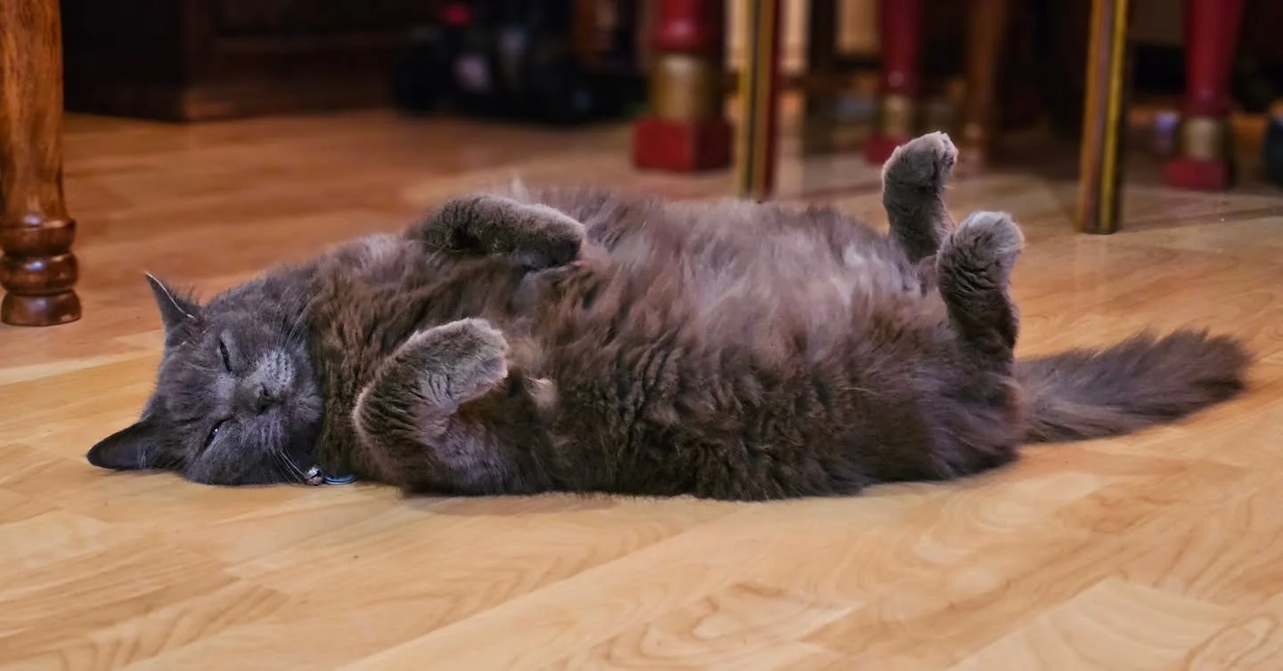 Don't we all wish we could sleep like this?

As you enjoy your well-earned break, we're thrilled to provide unforgettable adventures for your furry friends! Whether they seek excitement or relaxation, we&rsquo;re committed to giving them the love and