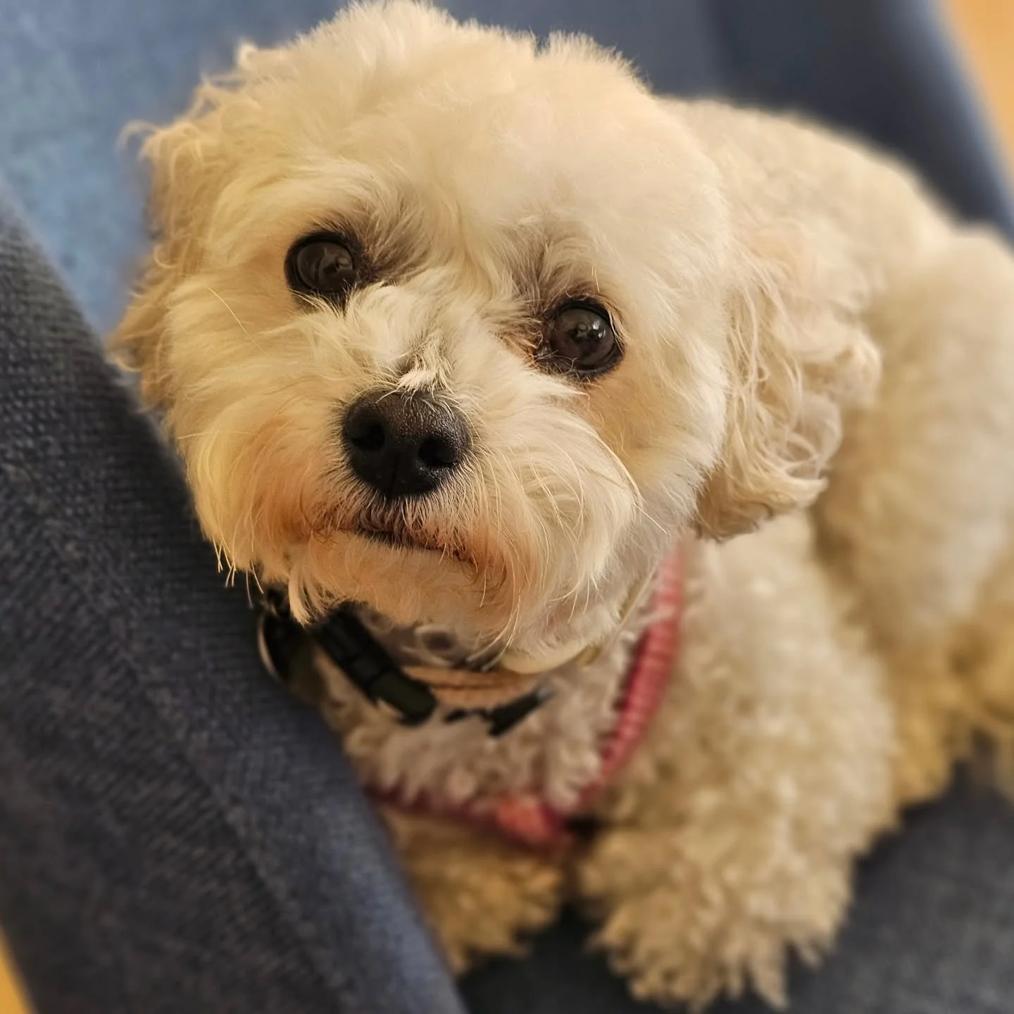 I spent a wonderful day with my fantastic friend Cookie. She truly is the perfect companion! 

While you are taking a well-earned break, we're thrilled to provide unforgettable adventures for your furry friends! Whether they seek excitement or relaxa