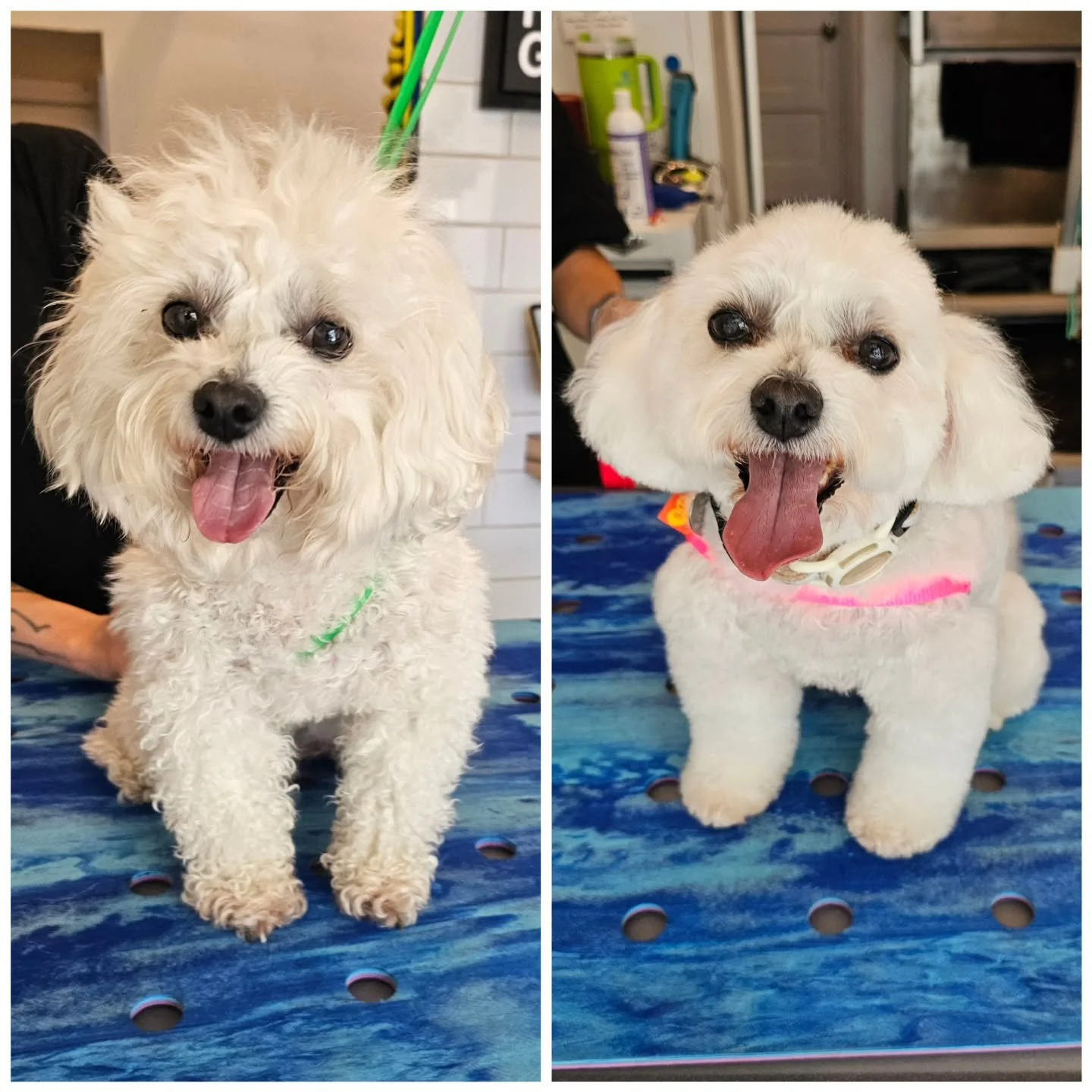 I took Cookie to Freebirds Groom Room for a fabulous new haircut, and the transformation was incredible! She entered looking like a Bichon and emerged as an adorable Maltipoo. It's amazing how a hairstyle can change everything!

While you're enjoying