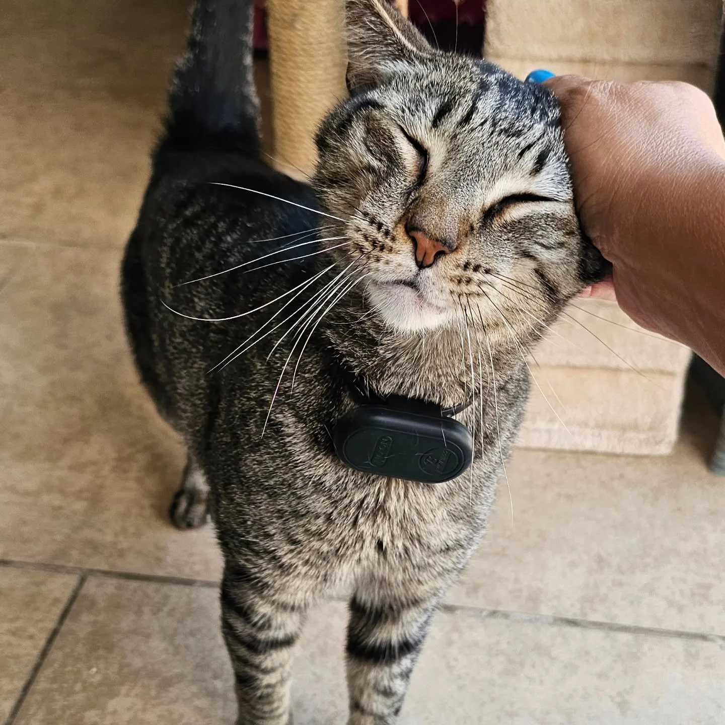 Sampson absolutely adores cuddling! This lovable cat is always eager to soak up the affection during every visit. 

While you take a well-deserved break, we&rsquo;re excited to craft unforgettable adventures for your cherished pets! Whether they crav