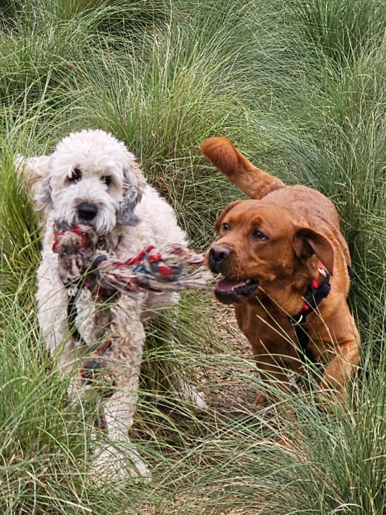 Ringo and Bowie absolutely love their tug-of-war sessions whenever Ringo goes to the dog park. It&rsquo;s such a joy to see them play while his mom is off flying the skies, and I always make sure to tire him out before we head home!

While you relax 