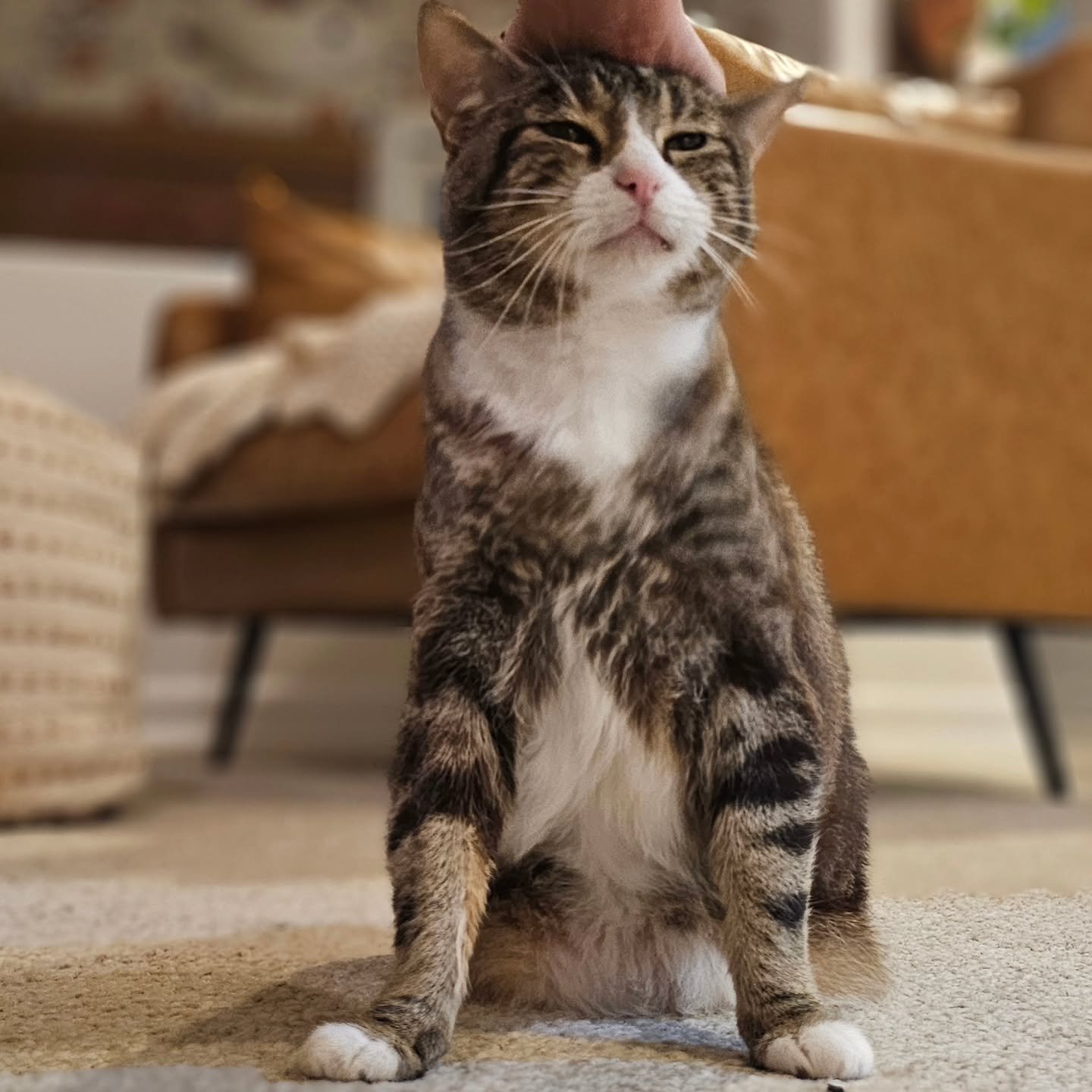🐾 Some cats have a lot to&nbsp;say and this sweet chatterbox had me smiling the whole visit! Between head boops, happy purrs, and nonstop conversation, it&rsquo;s clear this little one loves company (and plenty of pets 💕). Life as a pet sitter in L