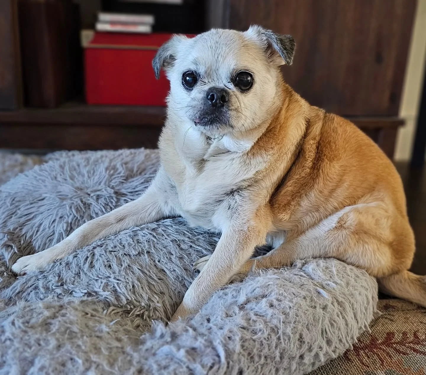 🐾 Meet our wise little friend Lola, a 15-year-old pug whose heart is just as full as ever. 💛 Every slow, gentle walk is a story of love, loyalty, and the joy of simply being together. Her tiny steps remind us that caring for pets isn&rsquo;t just a