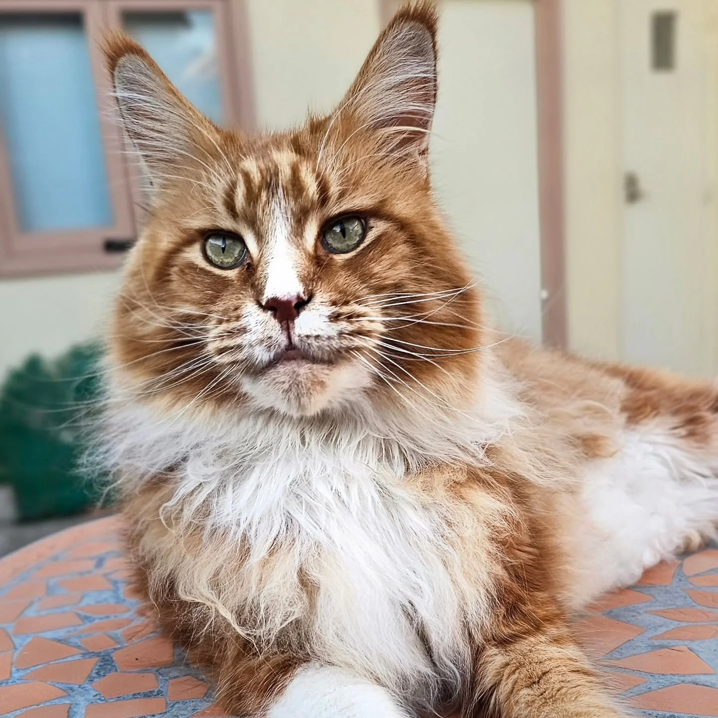 🌴☀️ While his parents are off exploring the world, this gentle giant is enjoying his own kind of adventure &mdash; backyard breezes, bird watching, and soaking up that warm Long Beach sunshine. 🐾💛

There&rsquo;s something so special about watching