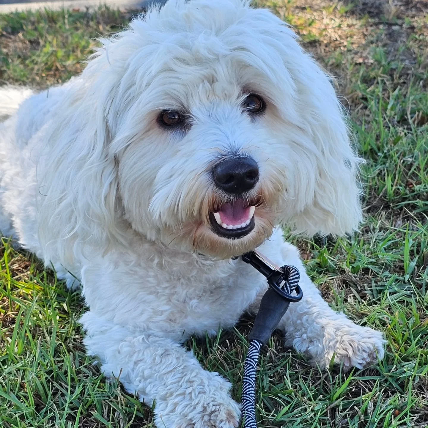 🌞 There&rsquo;s nothing quite like that Anakin smile to brighten our day! 🐾 Taking a little break mid-walk to soak up the sunshine and the breeze here in beautiful Long Beach. Moments like these remind us why we love what we do &mdash; every tail w