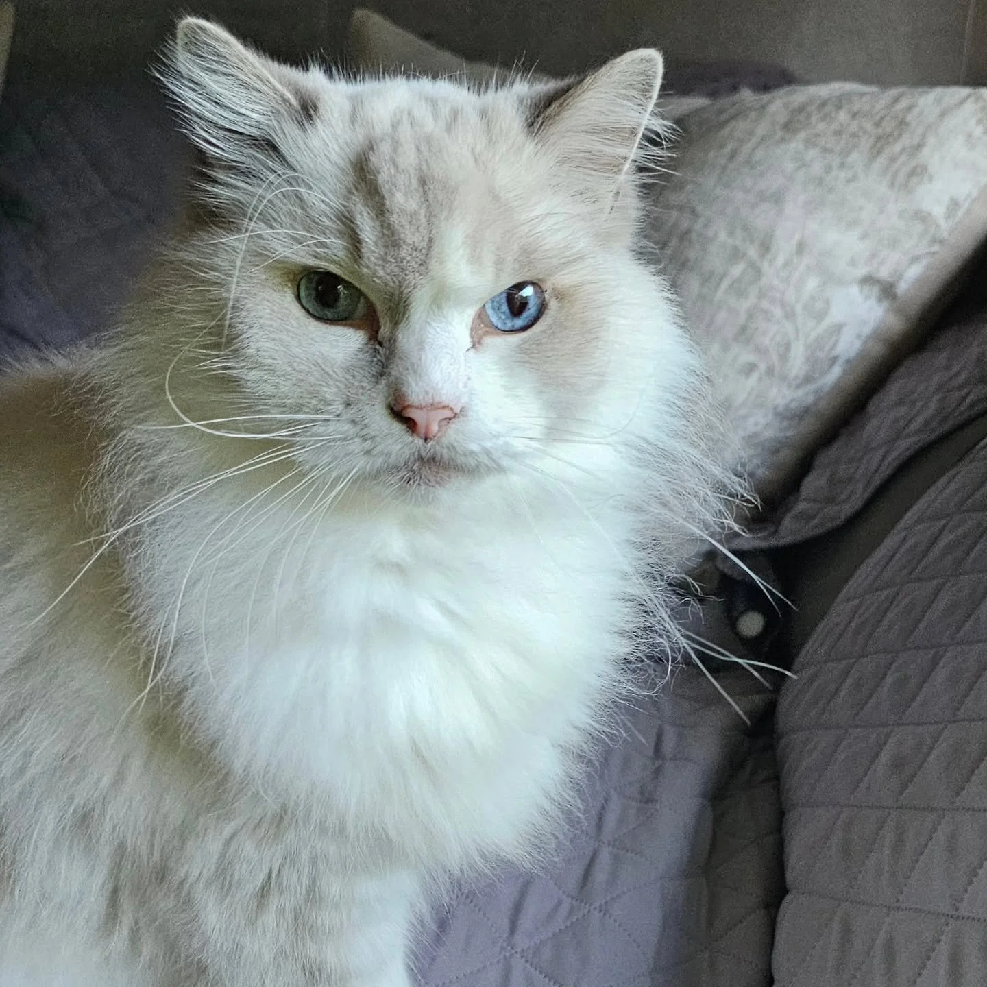 🐾💙 Meet Logan &mdash; the kind of cat who melts your heart the moment he looks at you.

This stunning Ragdoll boy has the softest fur, the bluest eyes, and a soul that&rsquo;s pure love. Every visit with Logan feels like therapy &mdash; he greets u