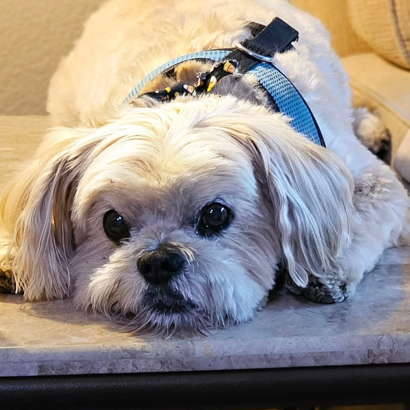 Got to spend the night with sweet Bailey while his mom was in surgery ❤️ He was such a comforting little buddy &mdash; full of love, cuddles, and tail wags. We&rsquo;re so proud of him for being such a brave boy, and we&rsquo;re sending all our love 