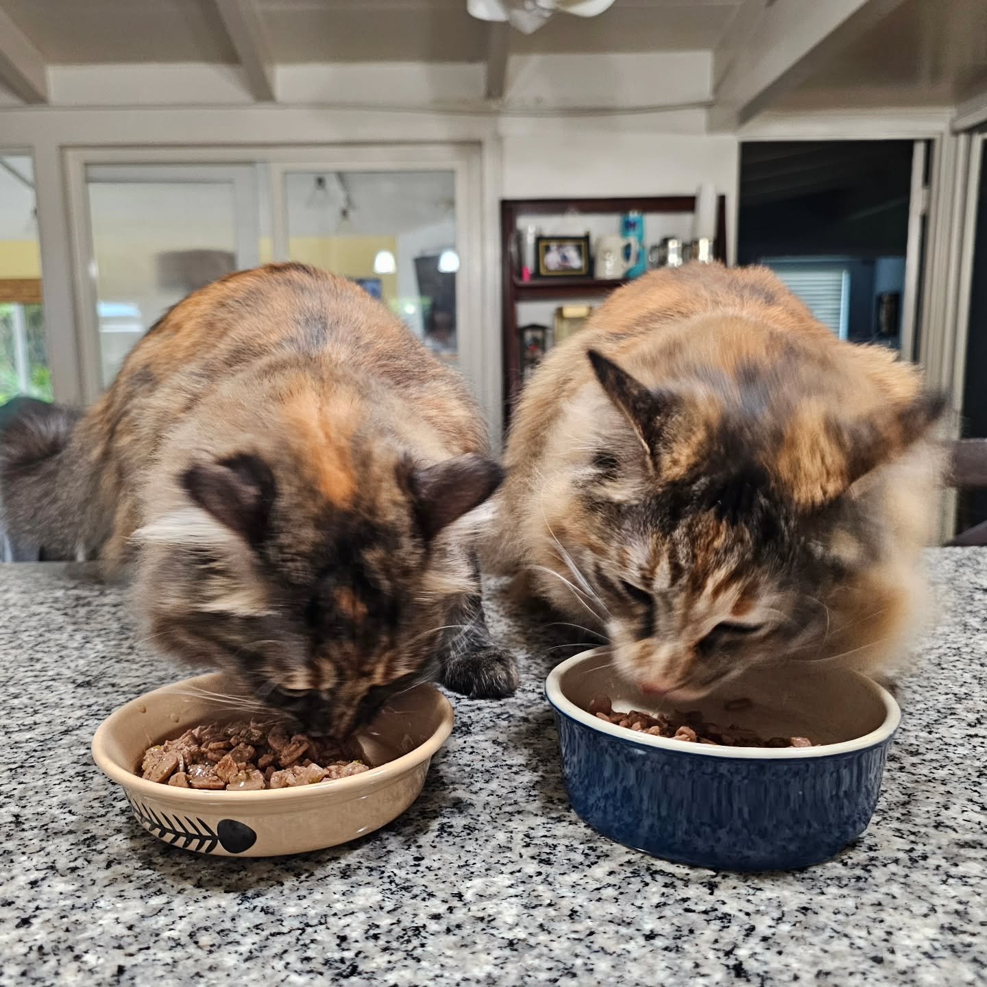 Two little queens of Long Beach 🐾💕
Chutes &amp; Ladders have officially stolen our hearts. These sweet-as-pie sisters greeted us with purrs, head bumps, and all the love. Chutes takes her asthma inhaler like a champ, and Ladders is right there chee