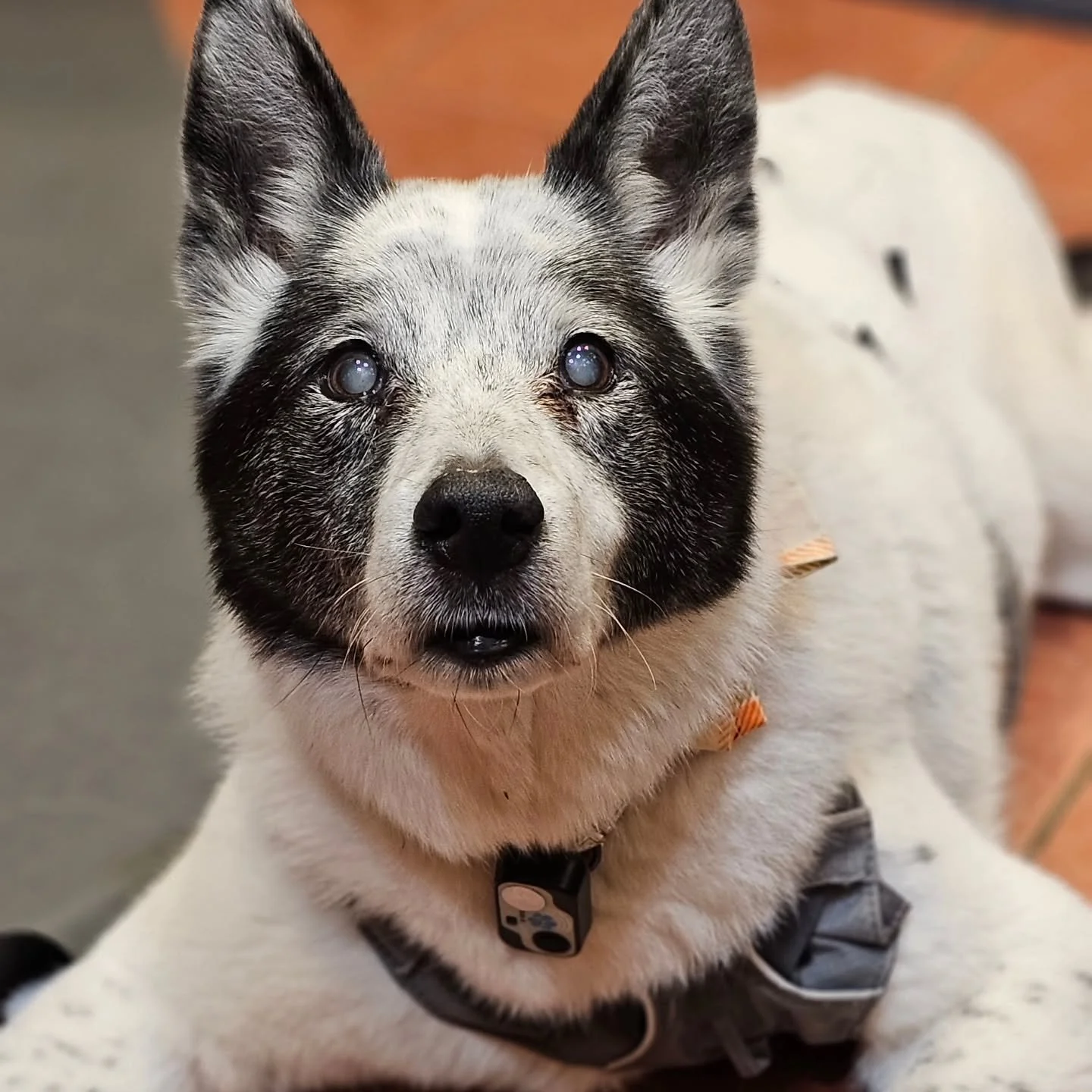 Heading away for the weekend and worried about your pets? Our pet sitting 
service means they can stay in the comfort of their own home while we take 
care of feeding, walks and cuddles. We&rsquo;re fully insured, background 
checked and experienc