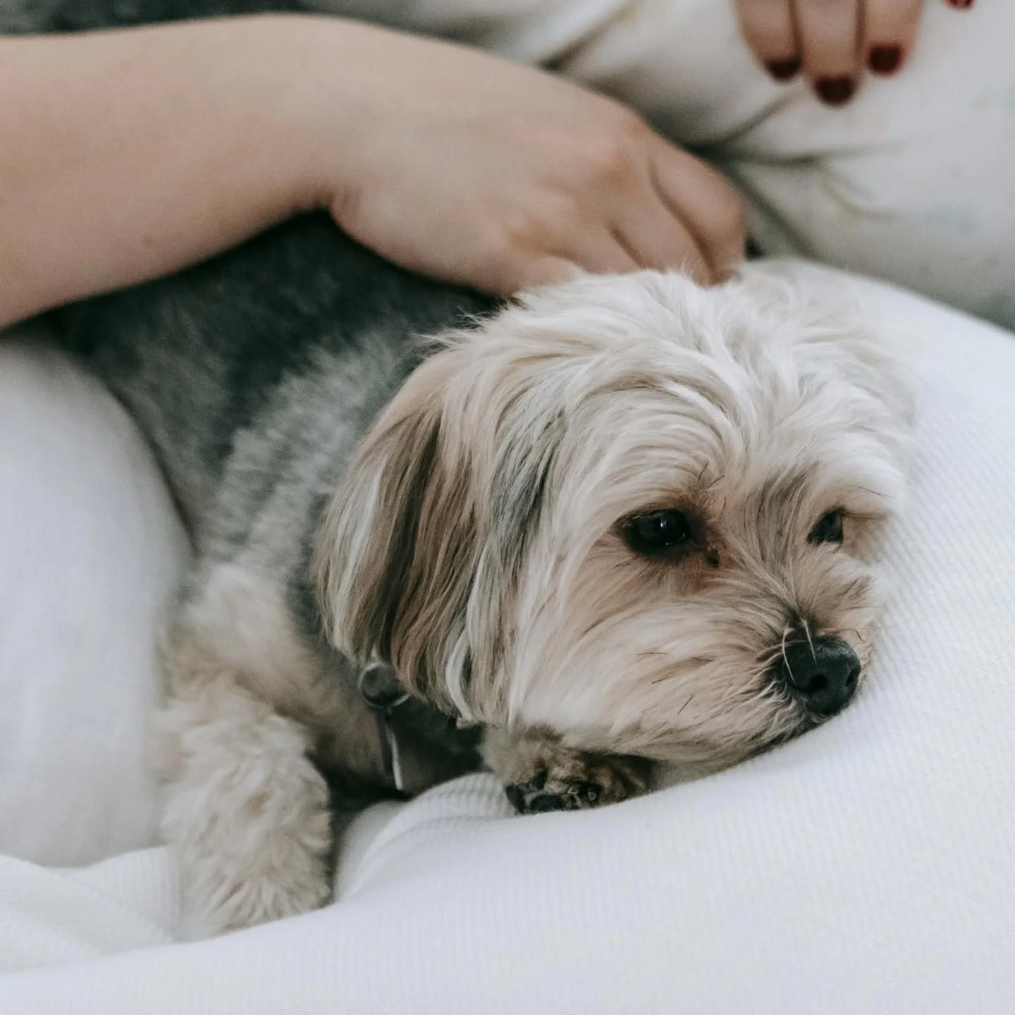 Me: "No dogs in the bed"
Also me - moving over so my dog can stretch out

#LongBeachCaliforniaPetSitter
#LongBeachInHomePetCare
#PacificCoastPetCare
#SoCalDogSitter
#TrustedPetSitterLongBeach