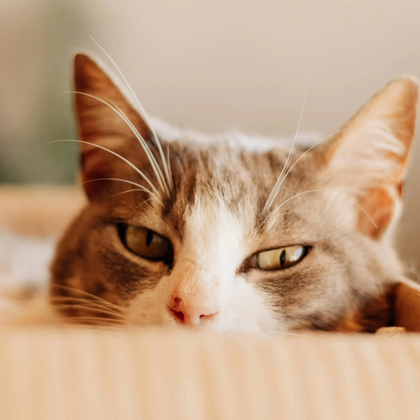 Luxury cat bed? ❌
Cardboard box? ✅

#BootsysBuddies #CatLogic #CatsOfInstagram #CatParents #LongBeachCats 😹🐾