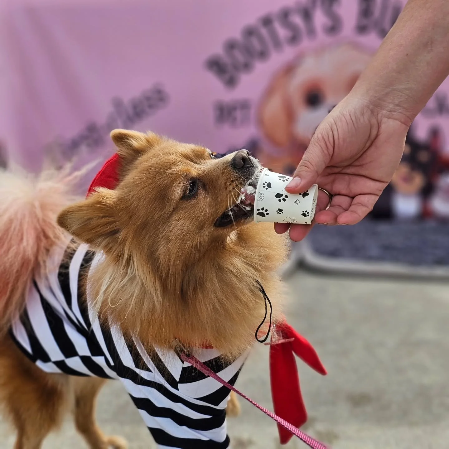 Obsessed is an understatement.

Thank you to EVERYONE who stopped by the Bootsy&rsquo;s Buddies booth today at Justin Rudd&rsquo;s Bulldog Beauty Contest! It was truly cuteness overload from start to finish. Those smooshy faces, wiggly butts, and big