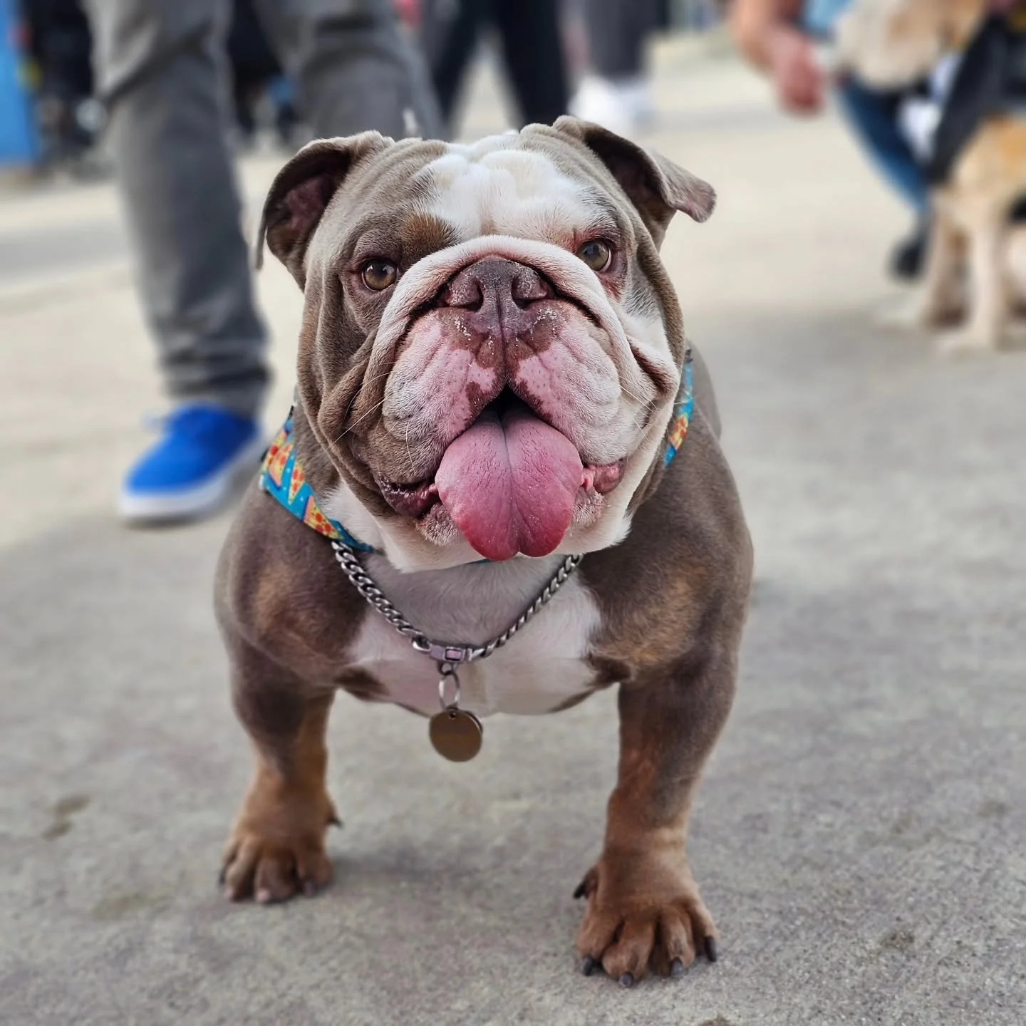 Excuse us while we recover from the Bulldog Beauty Contest because HOW are we supposed to function after seeing faces like this?! 😍🐶

So many gorgeous bulldogs&hellip; and this beauty? A total showstopper. 12/10. Would boop again.

#BootsysBuddies 