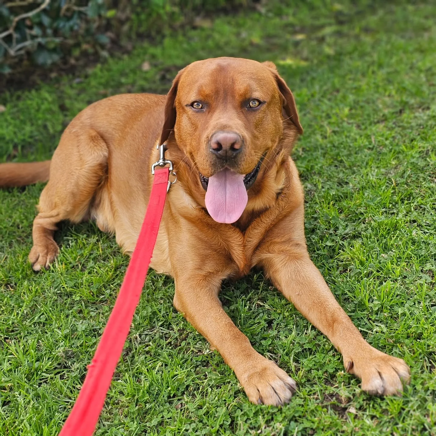 Mission accomplished. 

Ringo gave it his all on today&rsquo;s walk and needed a little break to catch his breath after burning off that big energy. Some pups just need more than a quick potty break, they need a full adventure to feel their best.

At