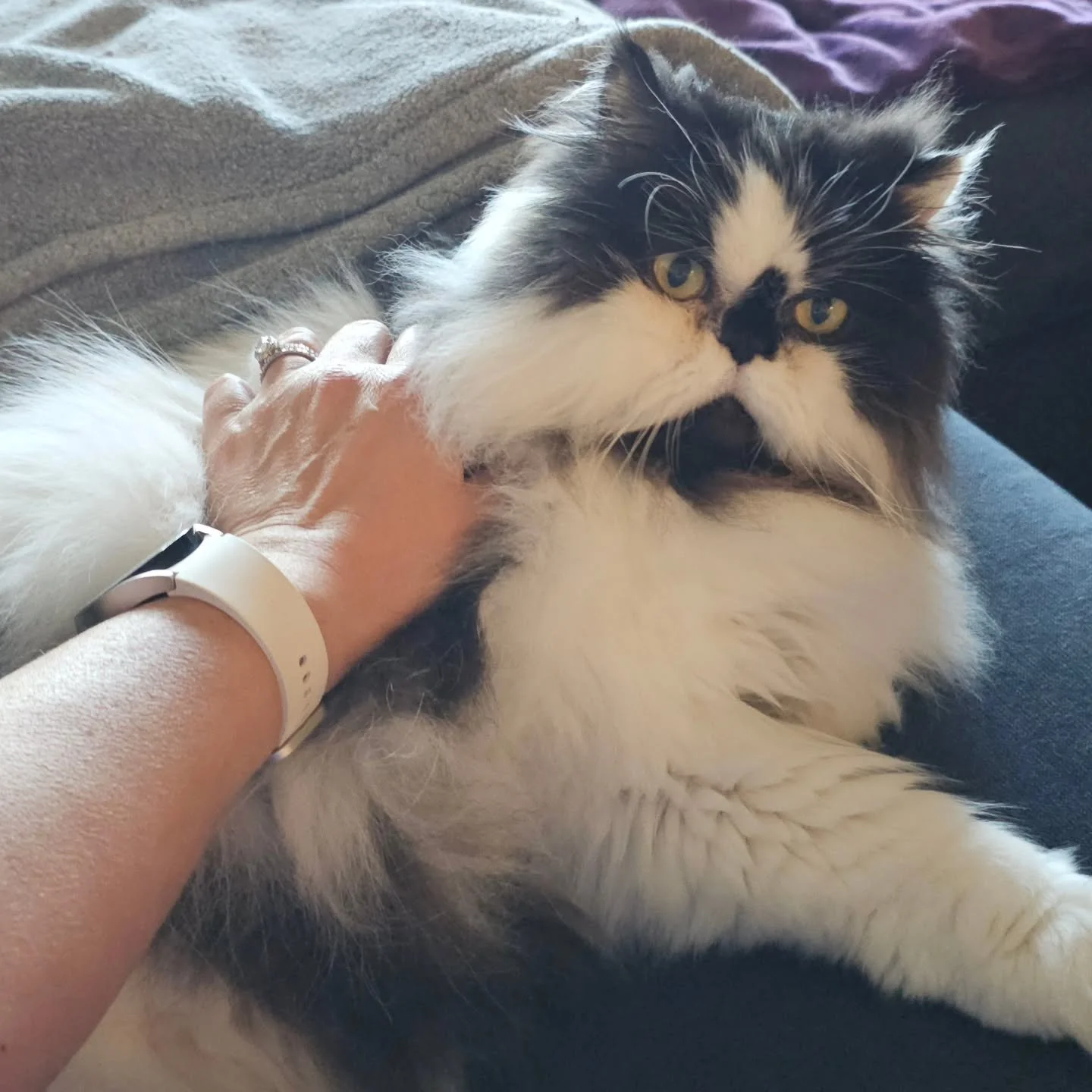 This sweet kitty is an absolute non-stop cuddle machine. The second we sit down, Panda is already there&mdash;purring, snuggling, and making sure no lap goes unused. Honestly, it&rsquo;s a full-time job keeping up with all this love.

Visits with Pan