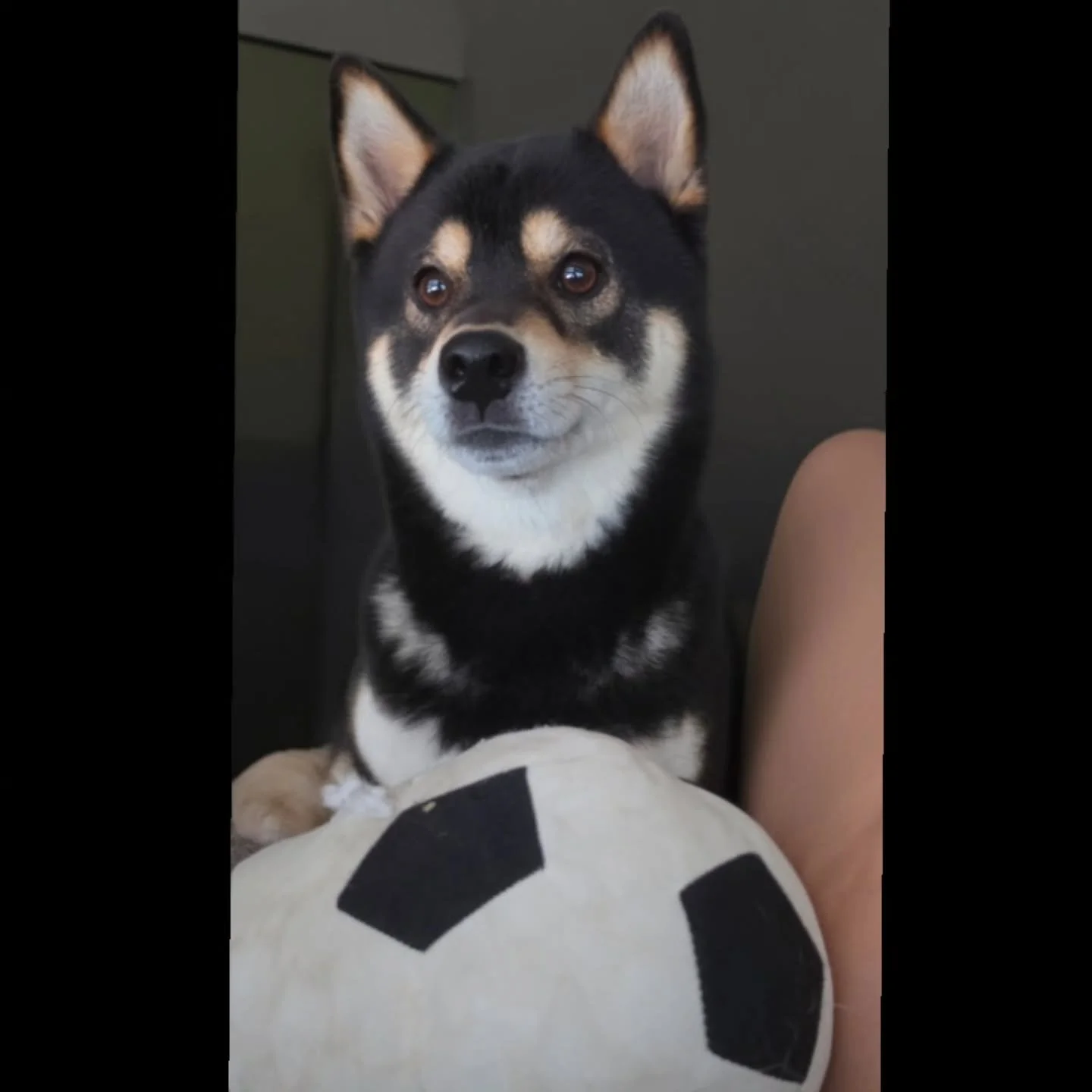 Dogs don&rsquo;t sweat like we do&mdash;they rely on panting to cool down, which means they can overheat FAST.

🚨 Heat dangers to watch for:
&bull; Hot pavement can burn paws in seconds
&bull; Overheating can lead to heatstroke (and it can happen qu