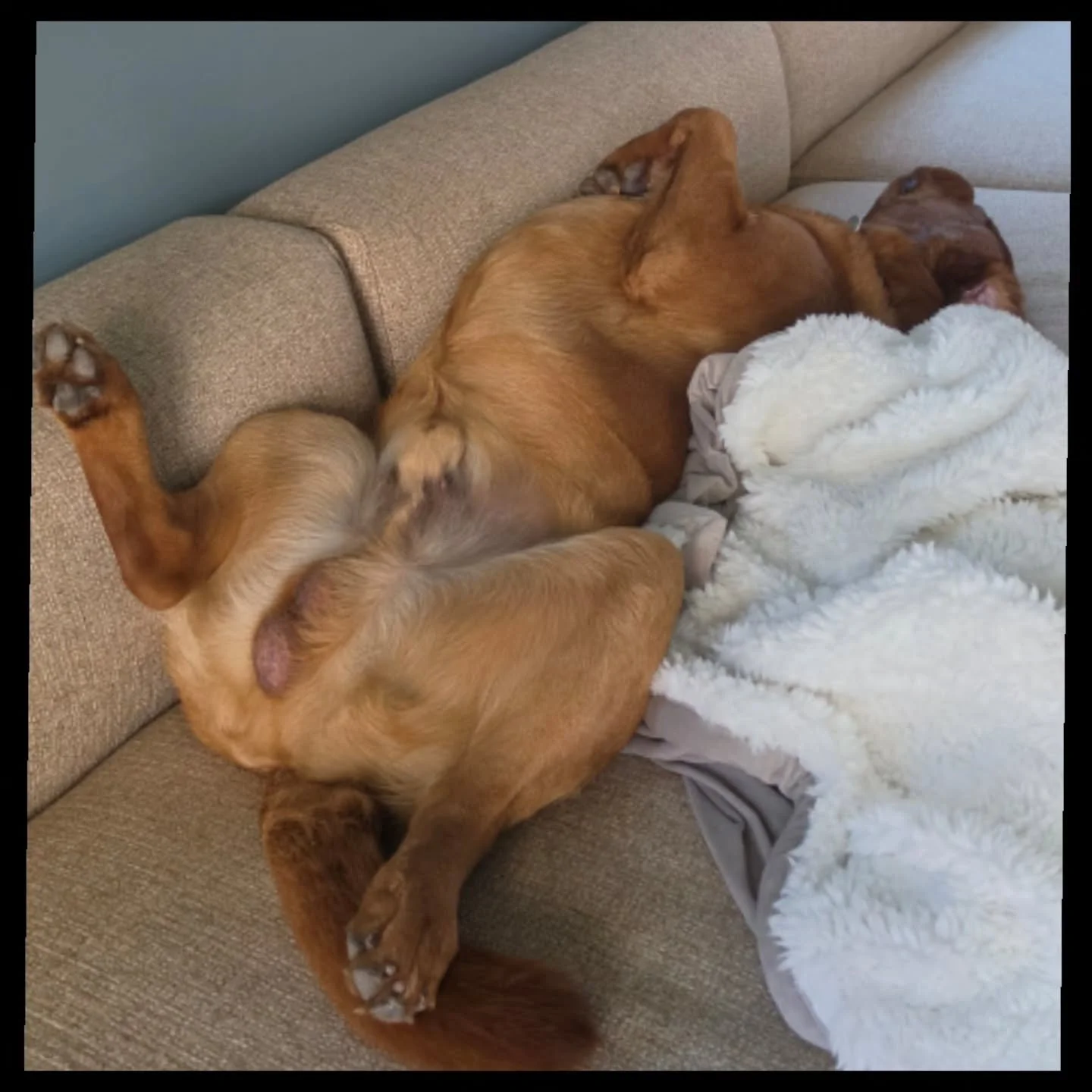 We wear them out so you come home to THIS

#bootsysbuddies #longbeachdogsitter
#longbeachdogs
#petsitterlife
#longbeach