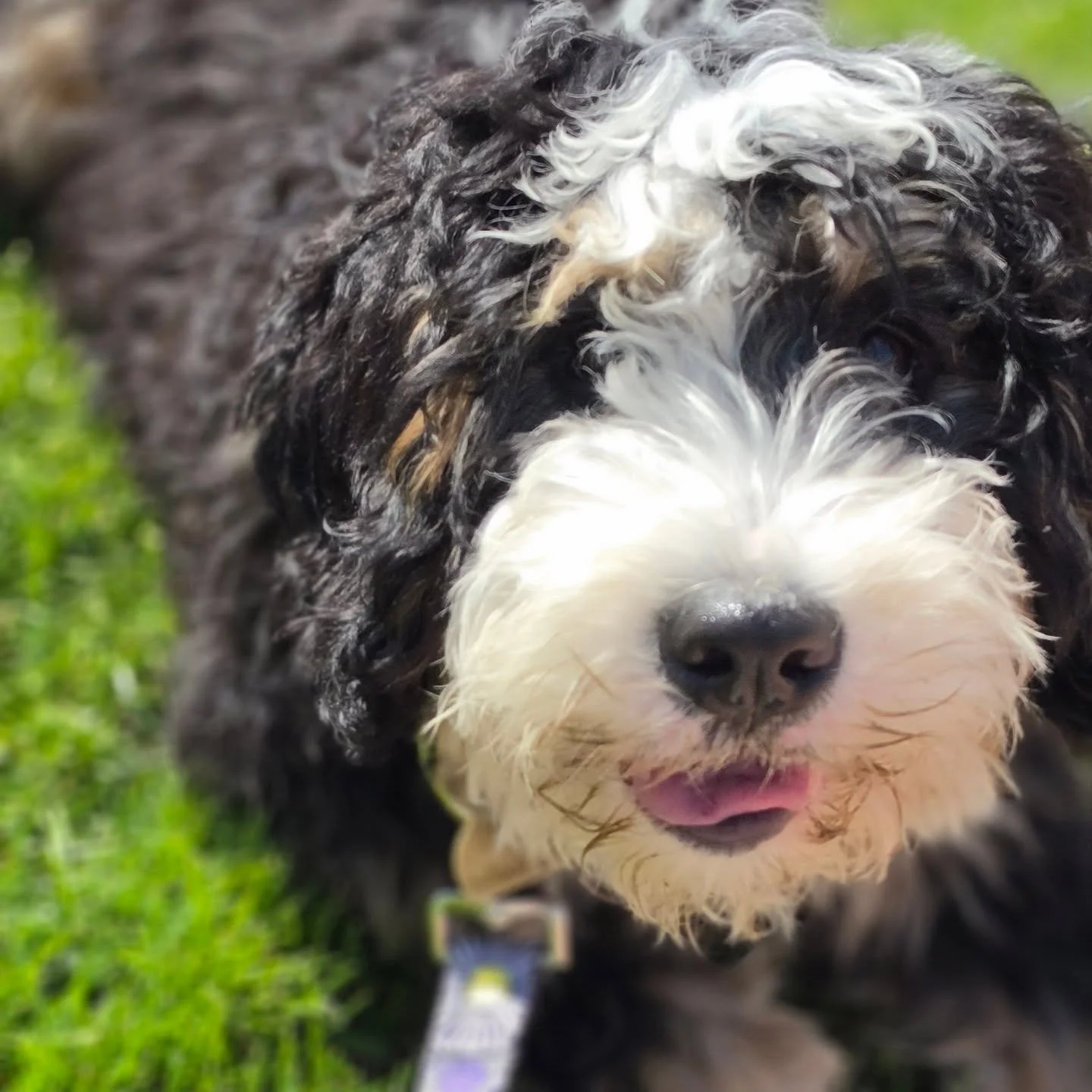 Meet Brooklyn.

This 5-month-old Berniedoodle just went on her very first walk with us&mdash;and safe to say, she crushed it. That smile says it all. 

From curious sniffs to happy tail wags, Brooklyn was living her best puppy life every step of the 