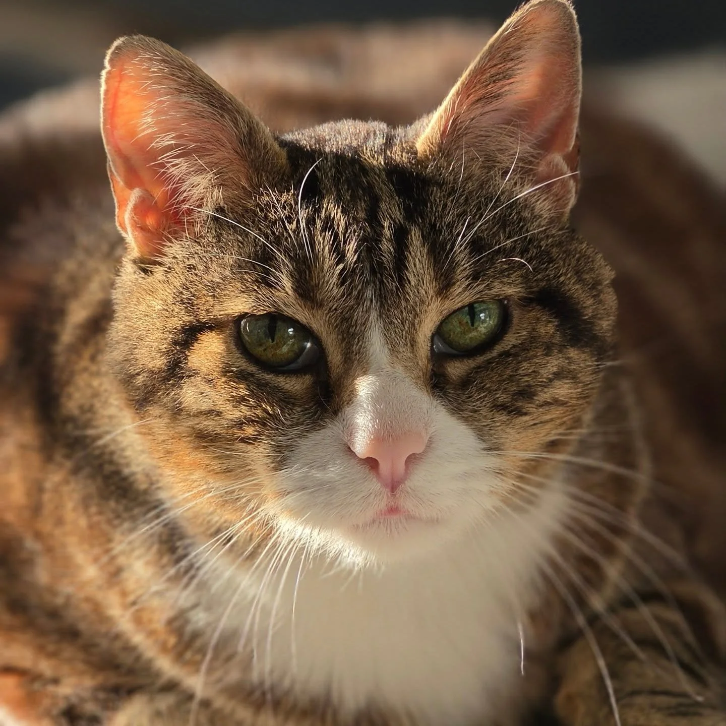 Meet George 

George is the full package &mdash; sweet, snuggly, chatty, and always ready for a snack. He takes his meds like an absolute champ (seriously, zero drama), then gets right back to the important things in life: cuddles, conversation, and 