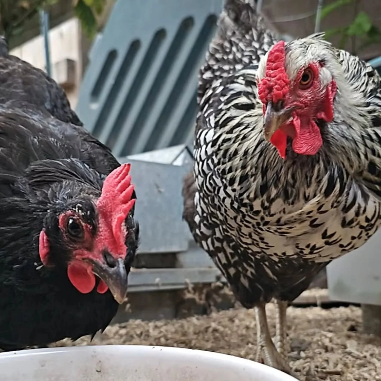 Yes&mdash;we do chickens too! 

At Bootsy&rsquo;s Buddies, we love our urban farm clients just as much as our cats and dogs. 

Whether you&rsquo;ve got a backyard flock of spoiled hens or a full little coop crew, we&rsquo;re happy to stop by daily to